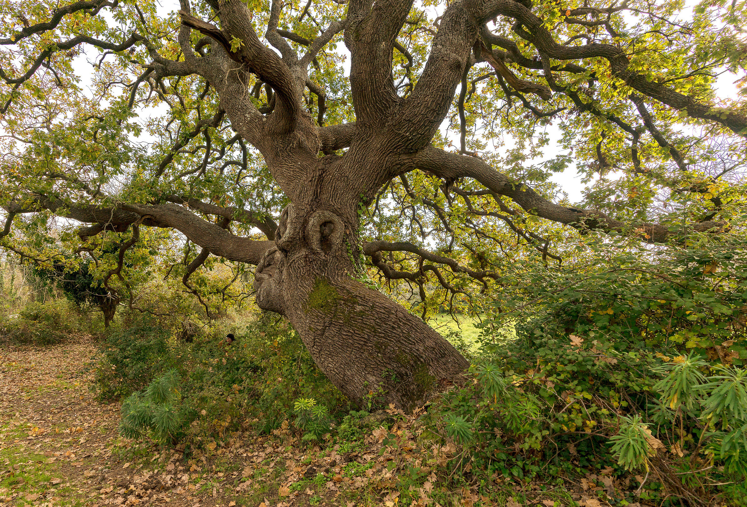 quercia più antica degli Iblei