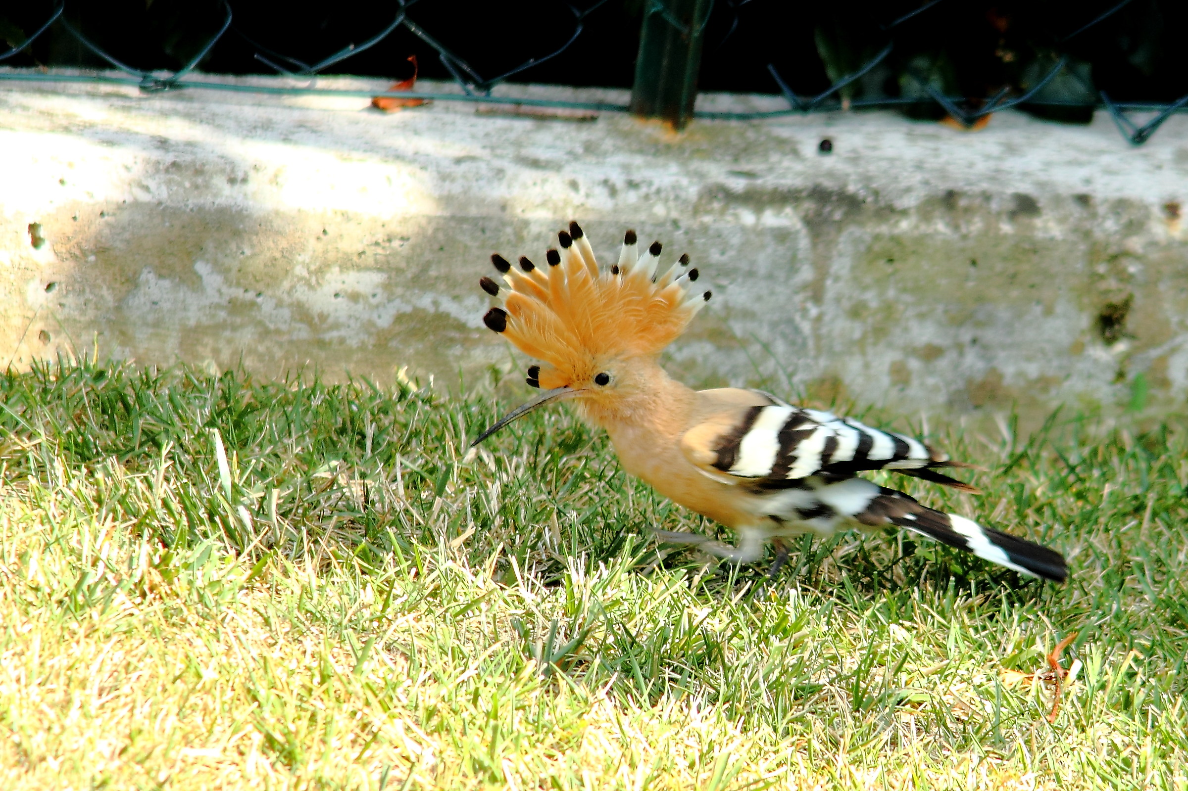Hoopoe
