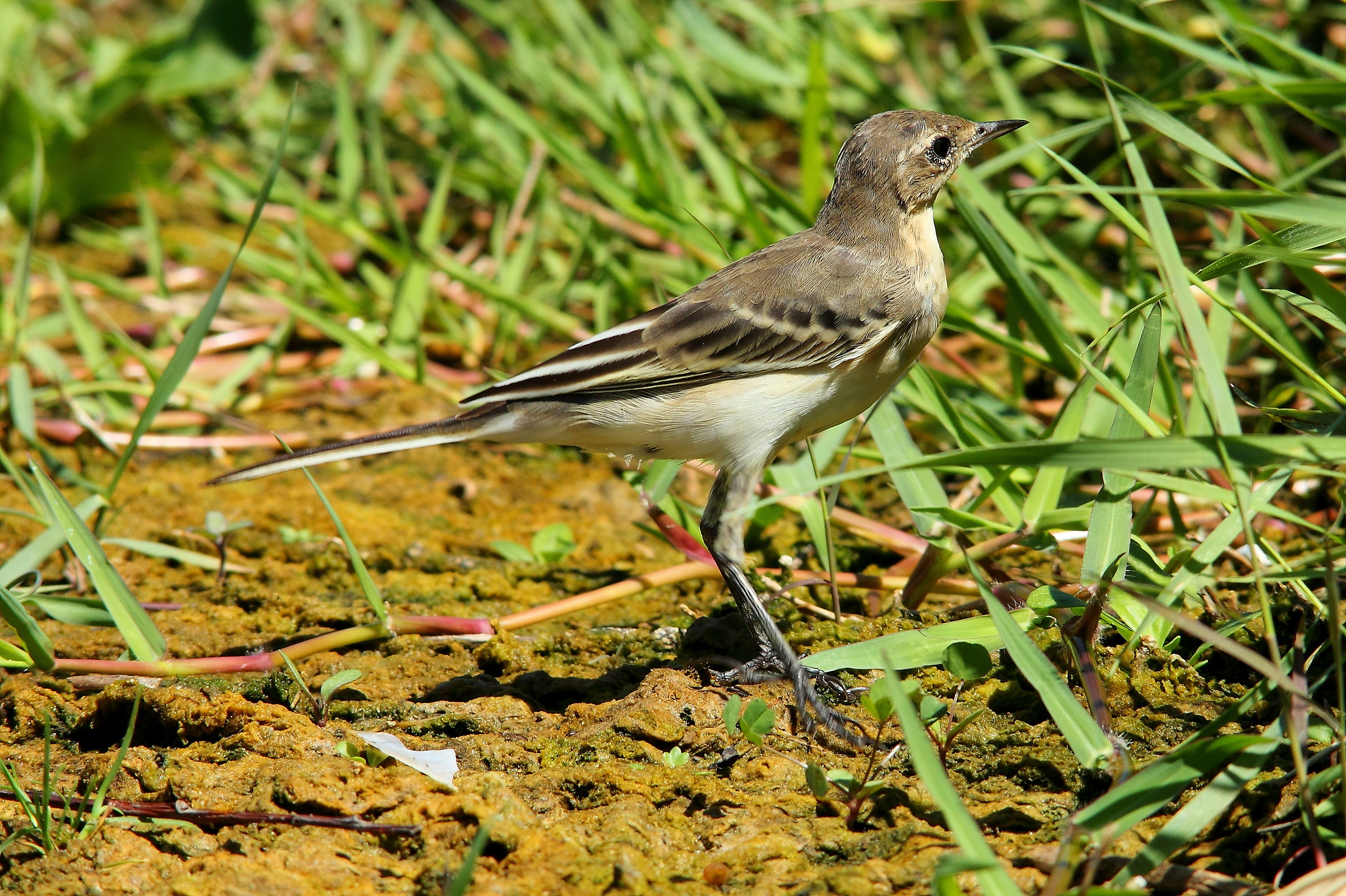 Tawny Pipit