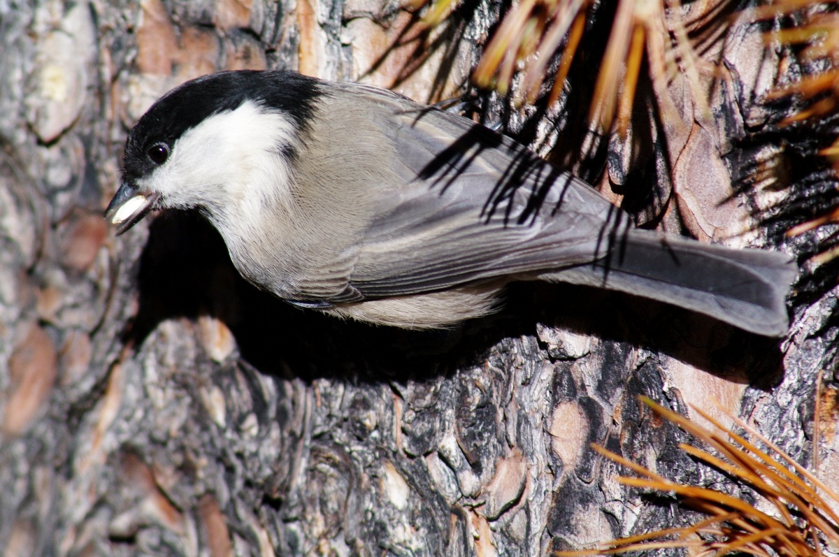 Le cince della Valroseg Engadina 2
