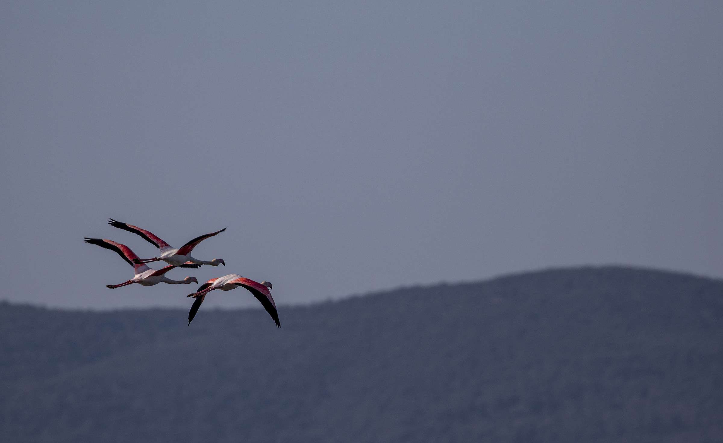 flamingos in flight