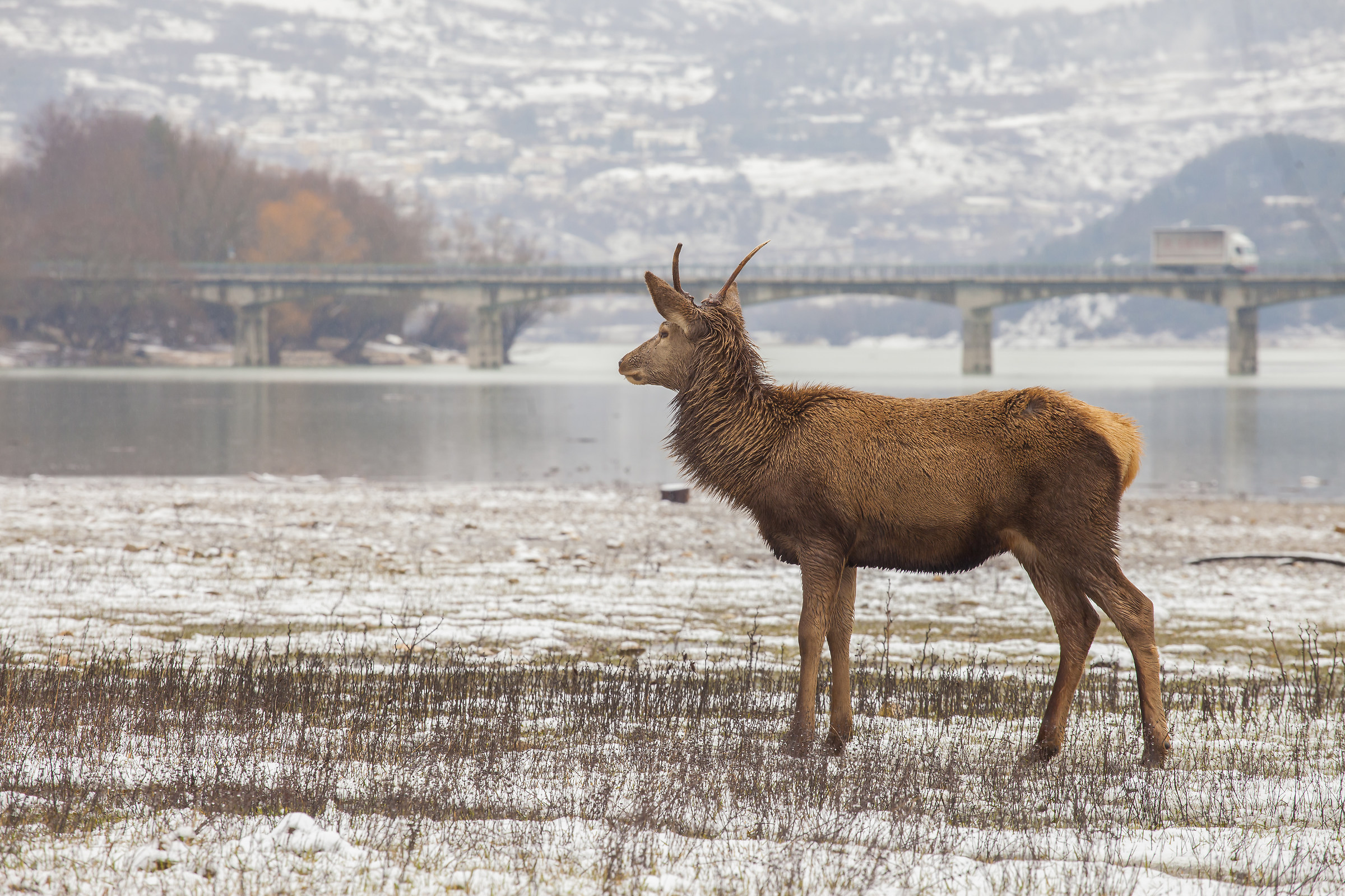 Cervo sul lago