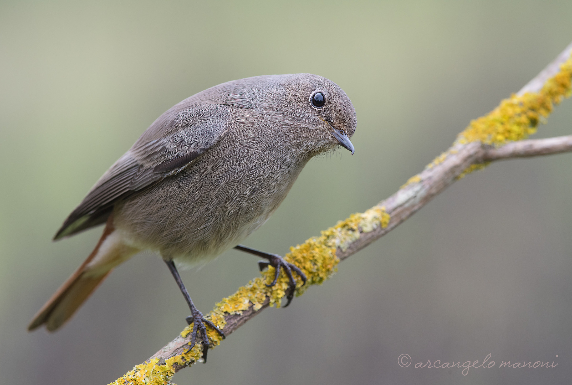 Yes, there are in the shed !! quiet adunc!