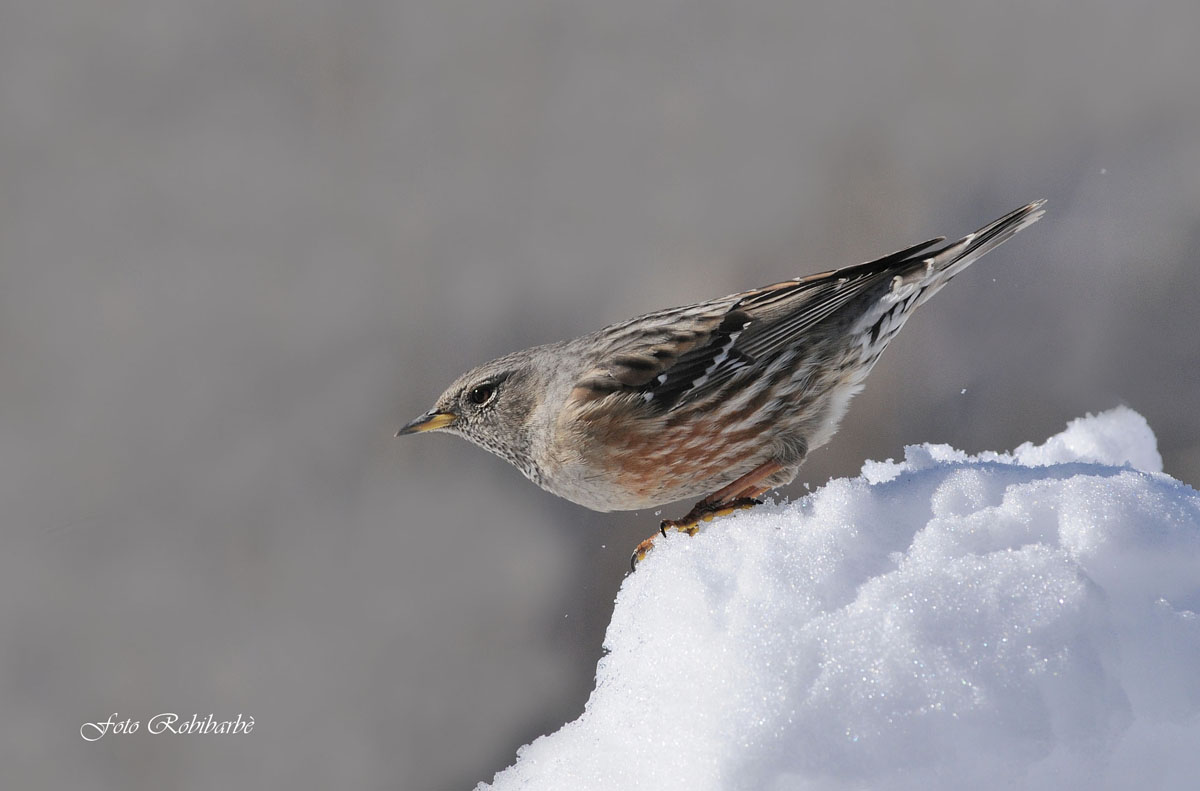 Accentor ...