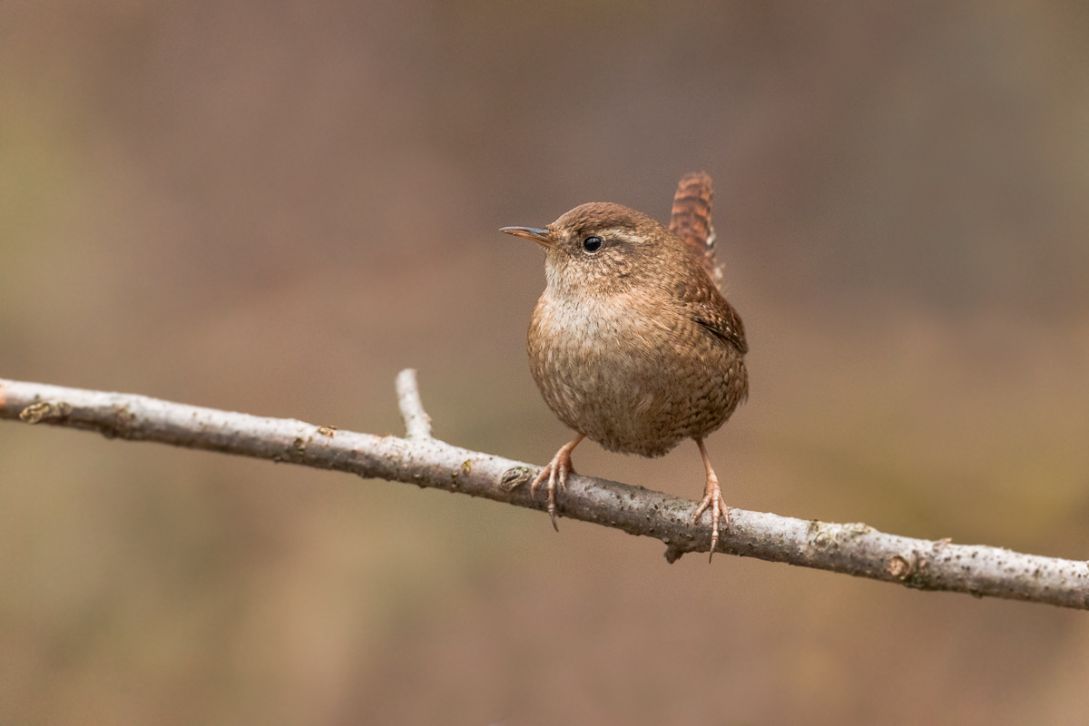 Common wren (Troglodytes troglodytes)