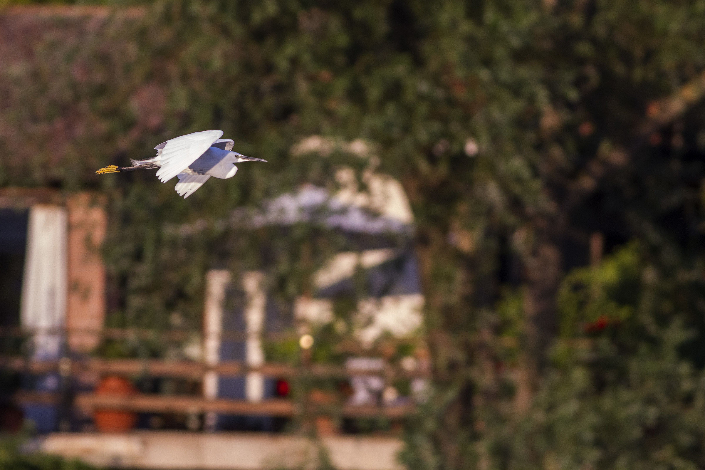 passaggio quasi urbano - Fiume Trebbia