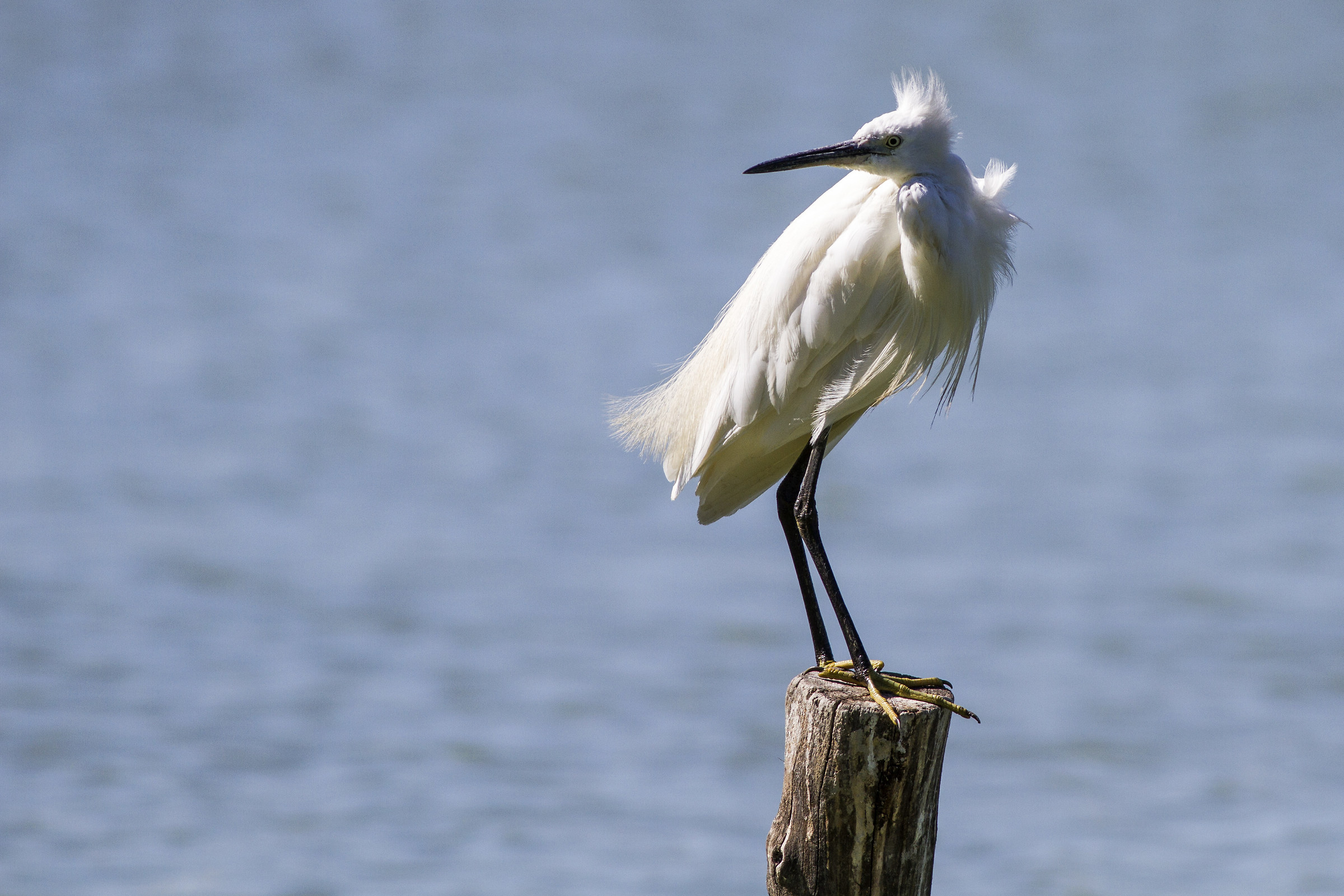 giornata ventosa - Torrile PR