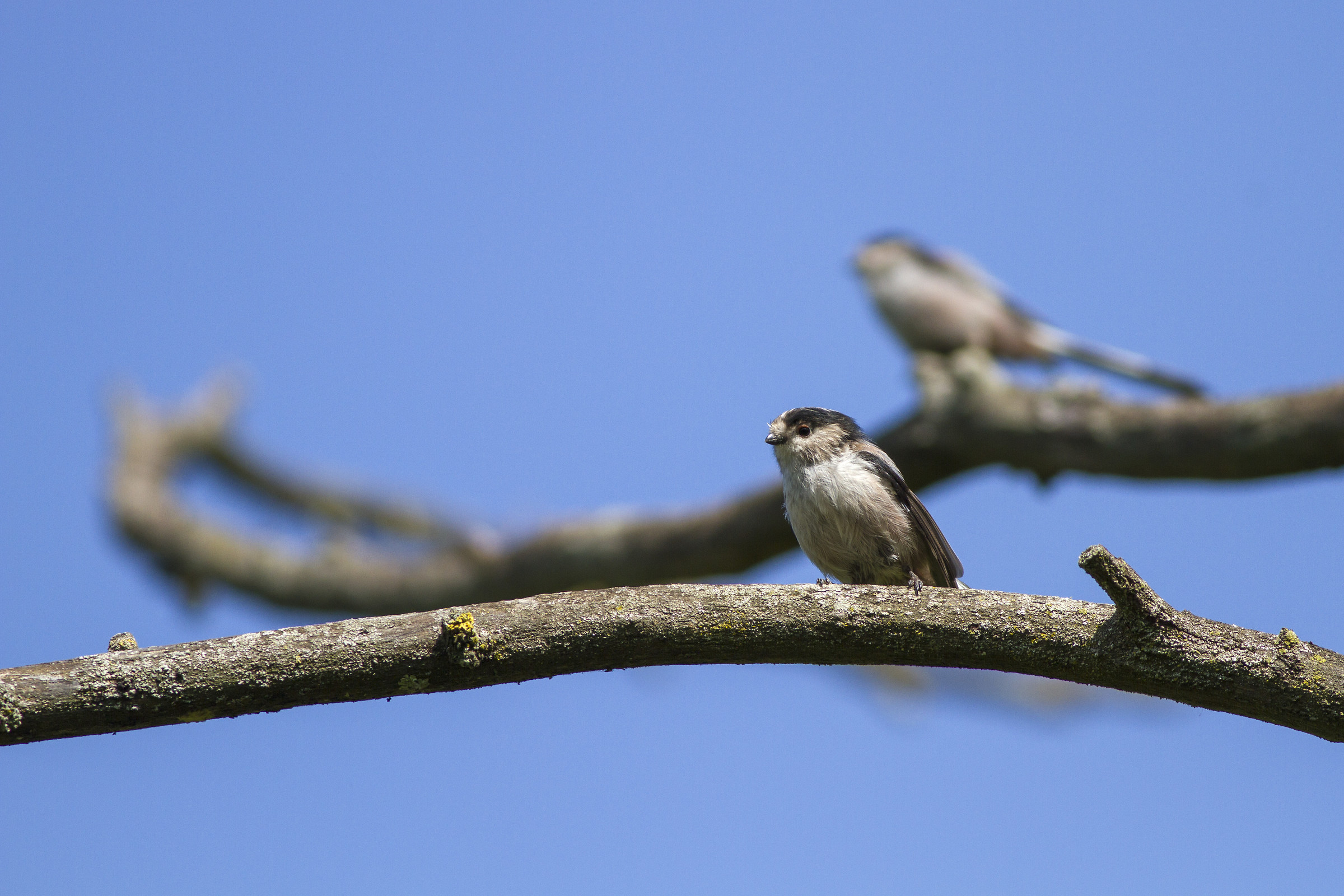 alter ego - Torrile PR
