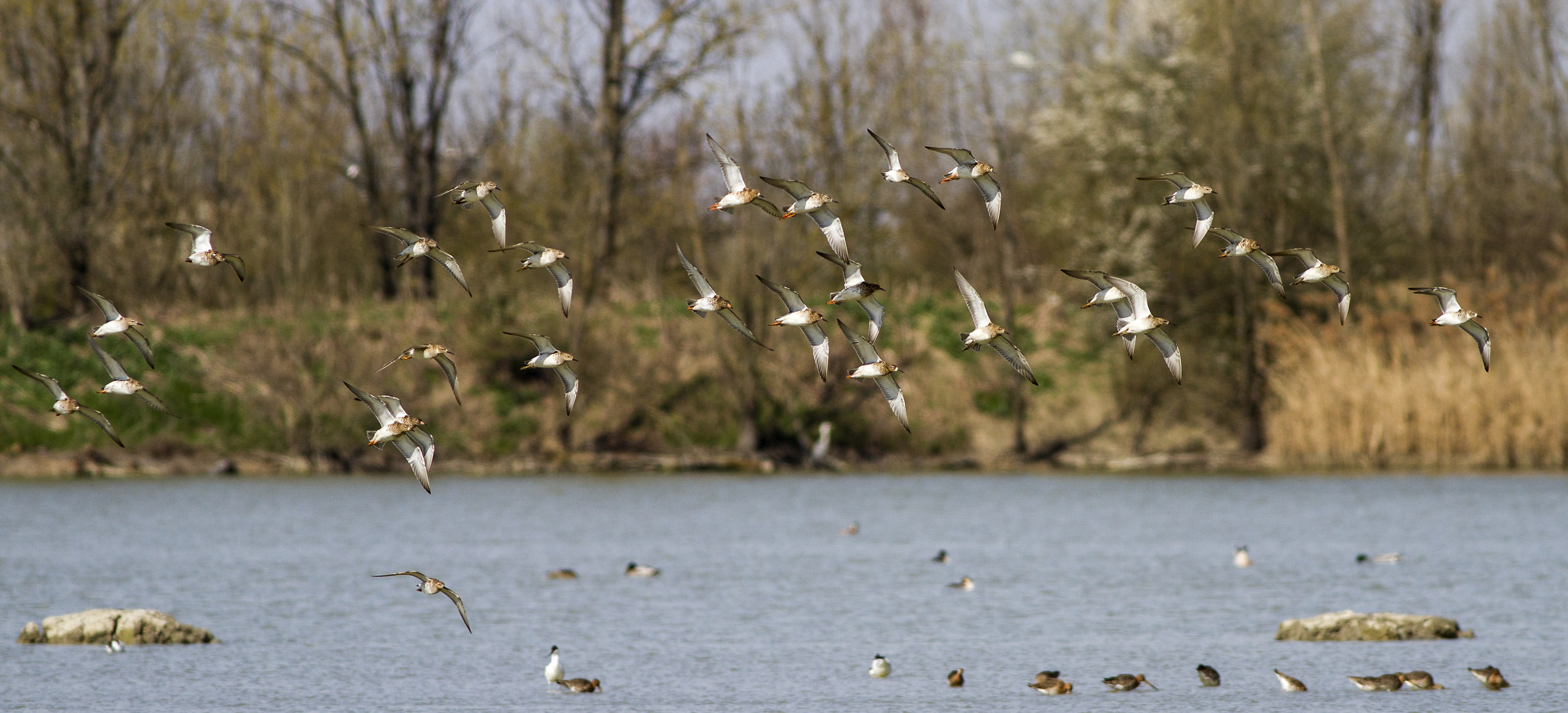 contrasti - Torrile - PR