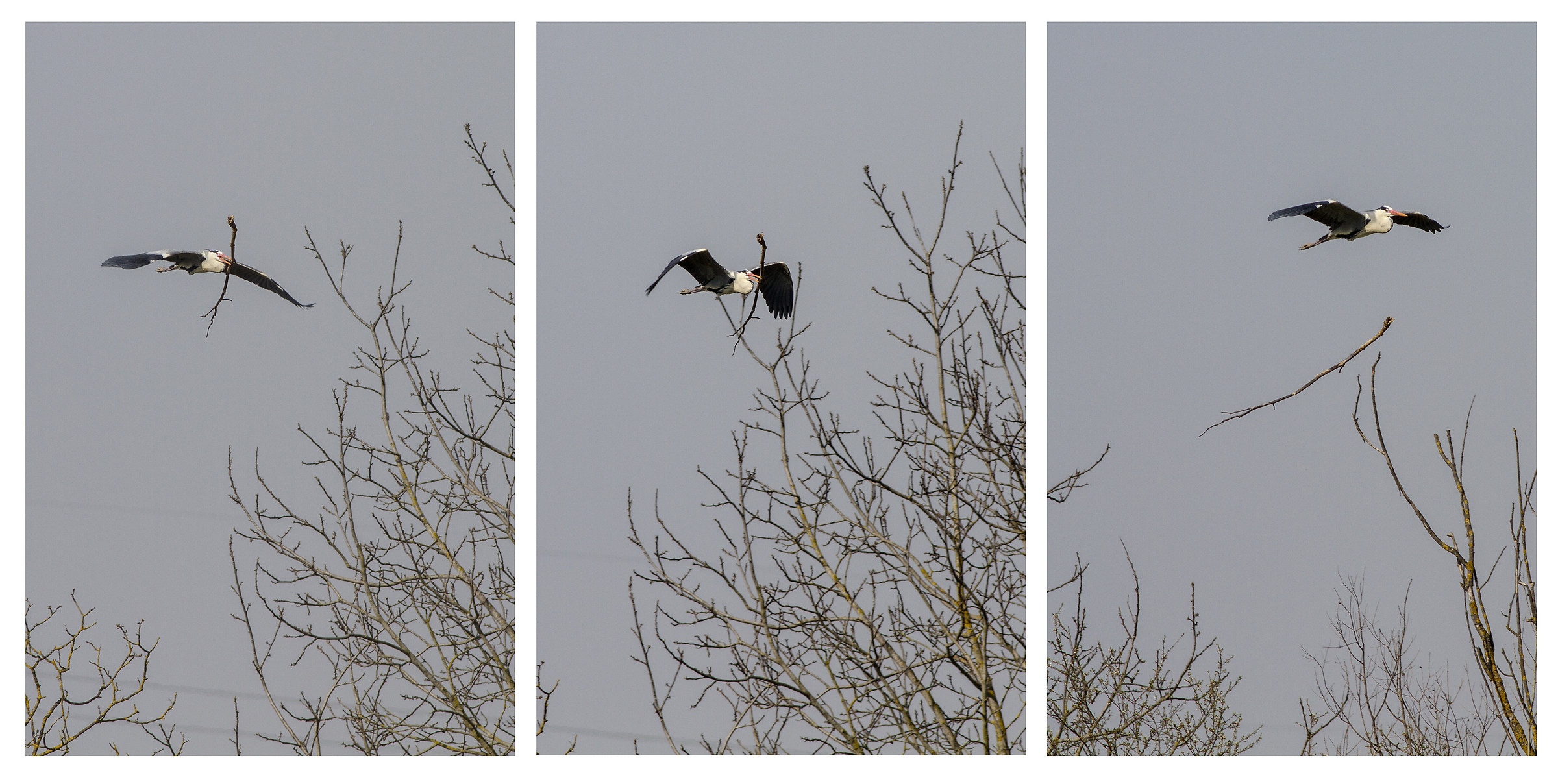 chi troppo vuole.... Torrile . PR