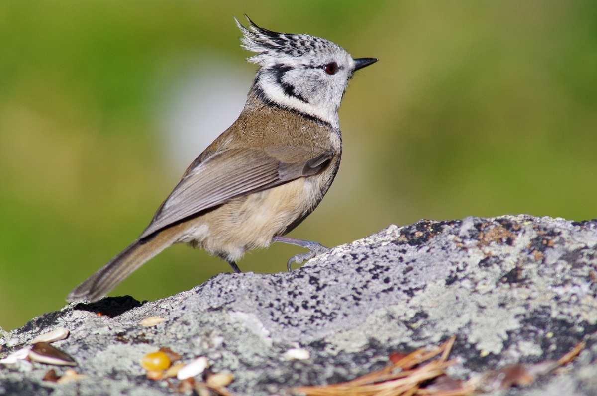 Le cince della Valroseg Engadina 3