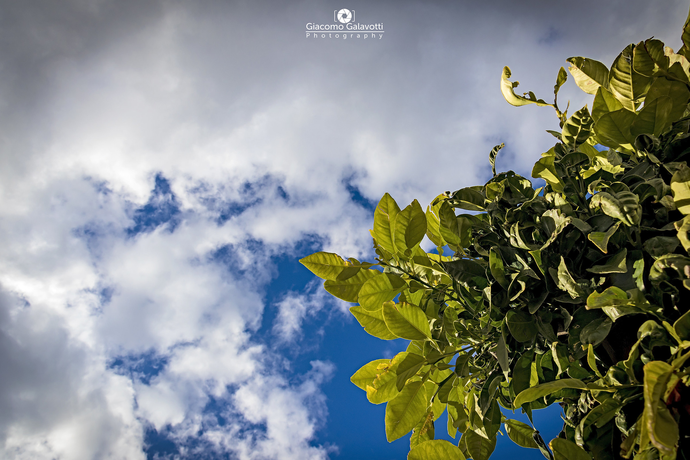 Immerse nel cielo azzurro