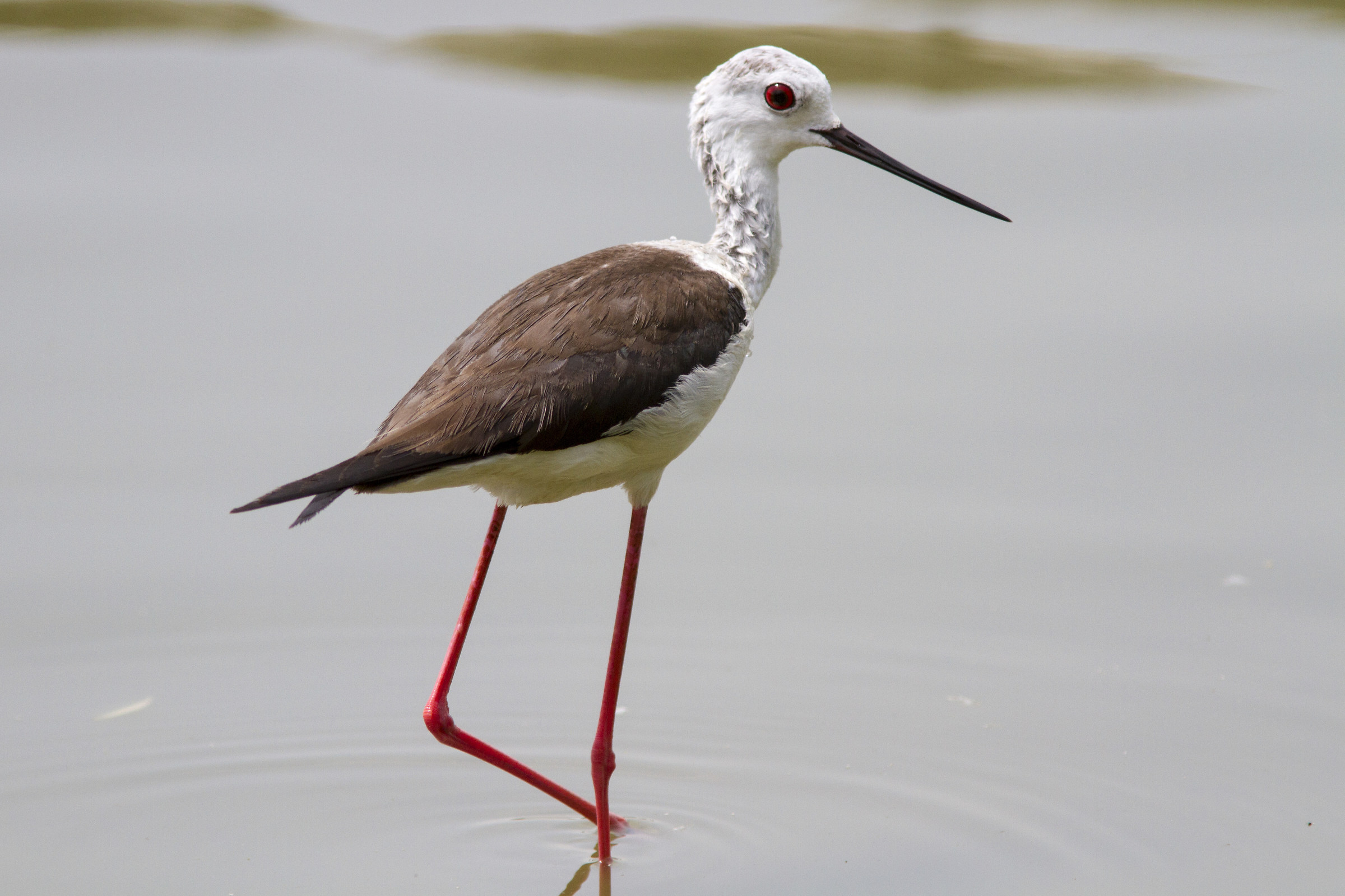 Cavaliere - Torrile PR