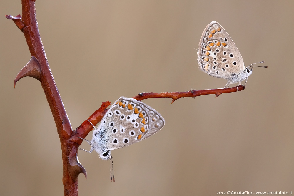...non mi tenere sulle spine
