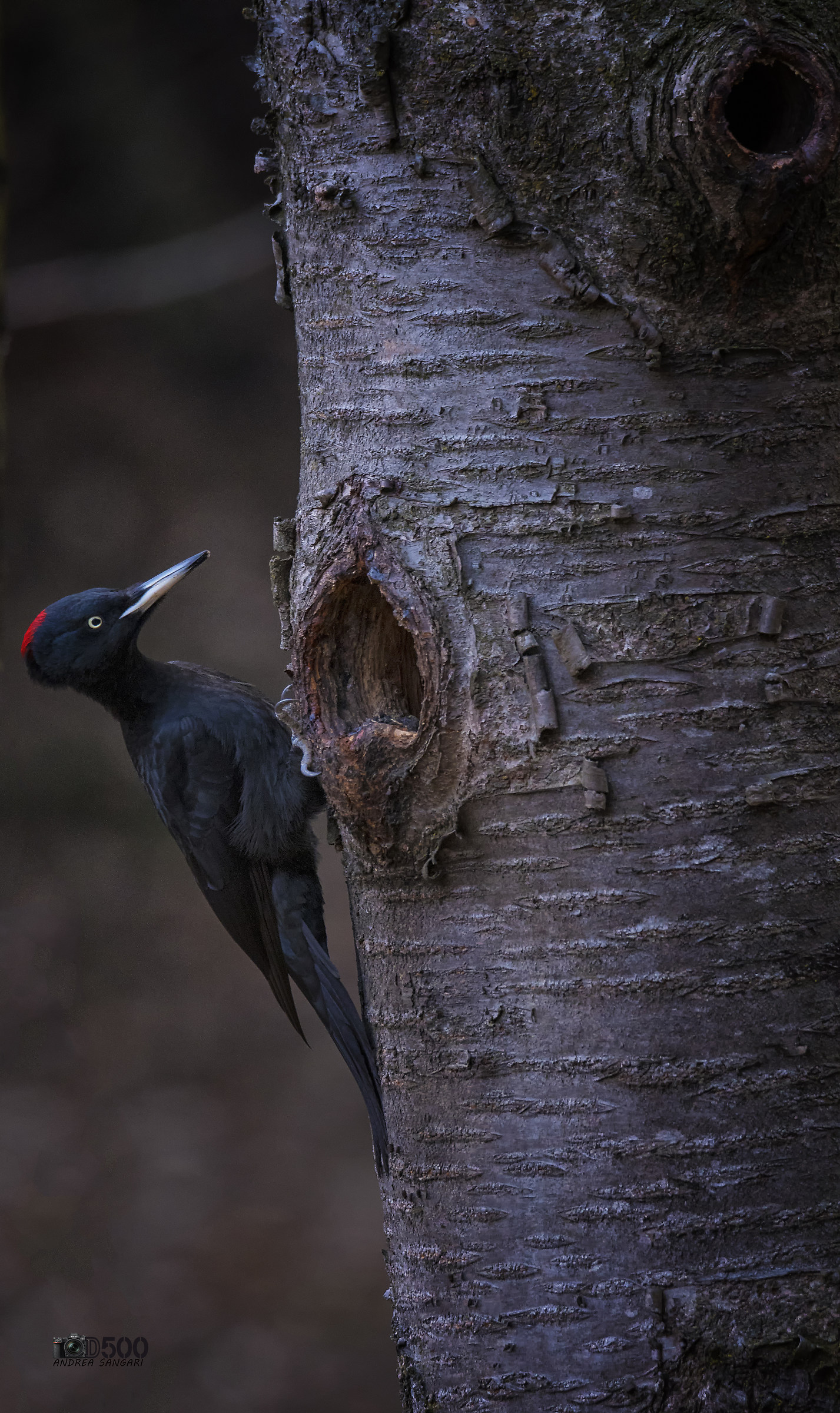 L'ispezione delpicchio
