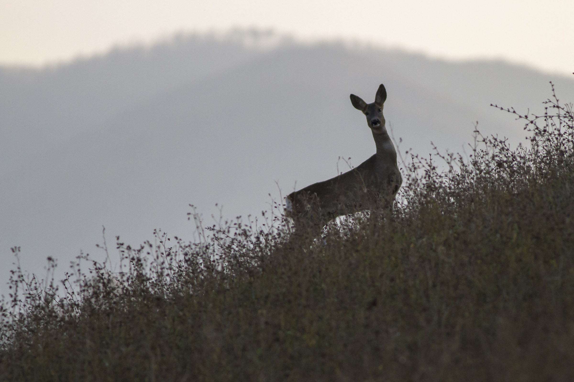 dietro casa (di campagna) - Valle Ongina PC
