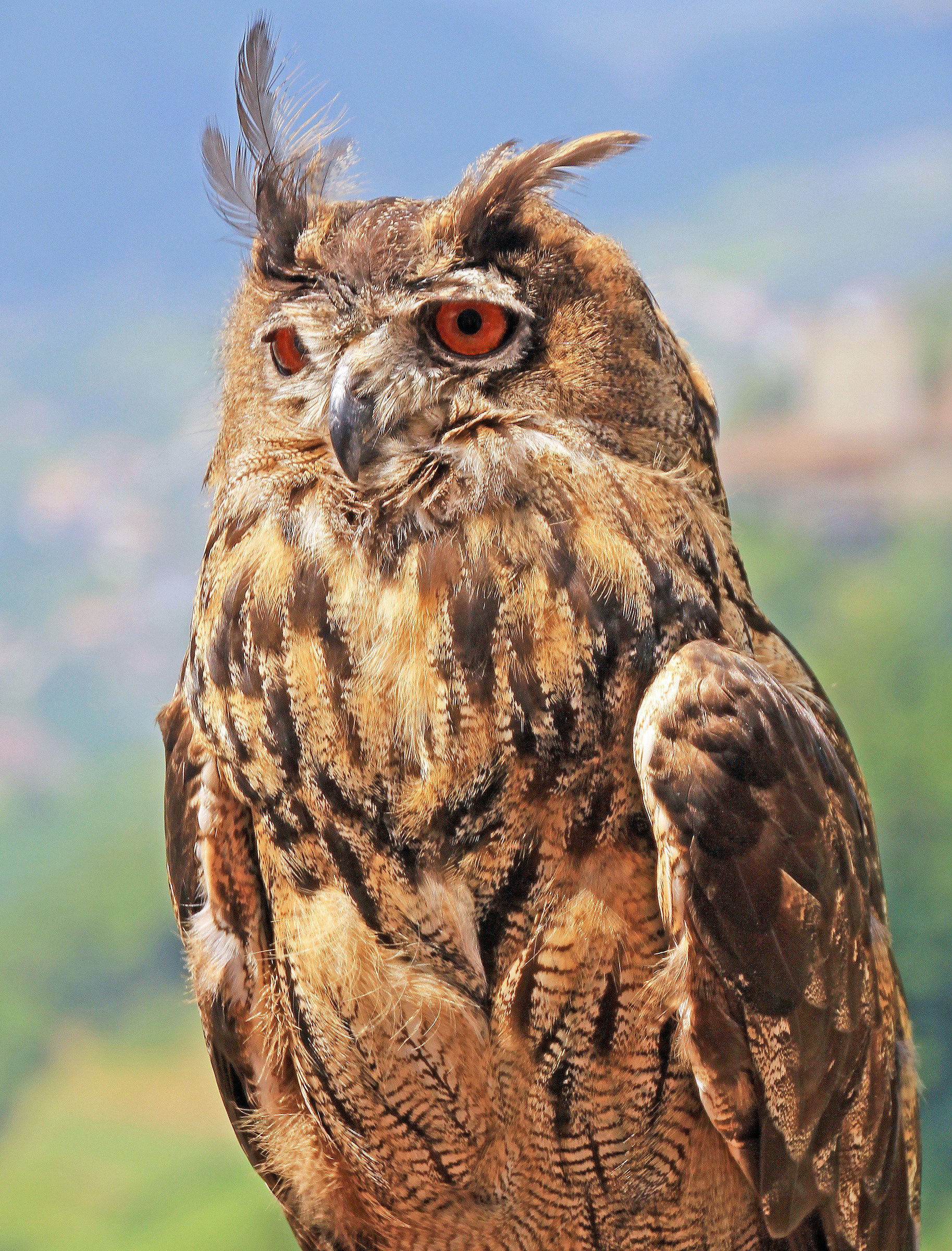 Royal owl (South Tyrol)