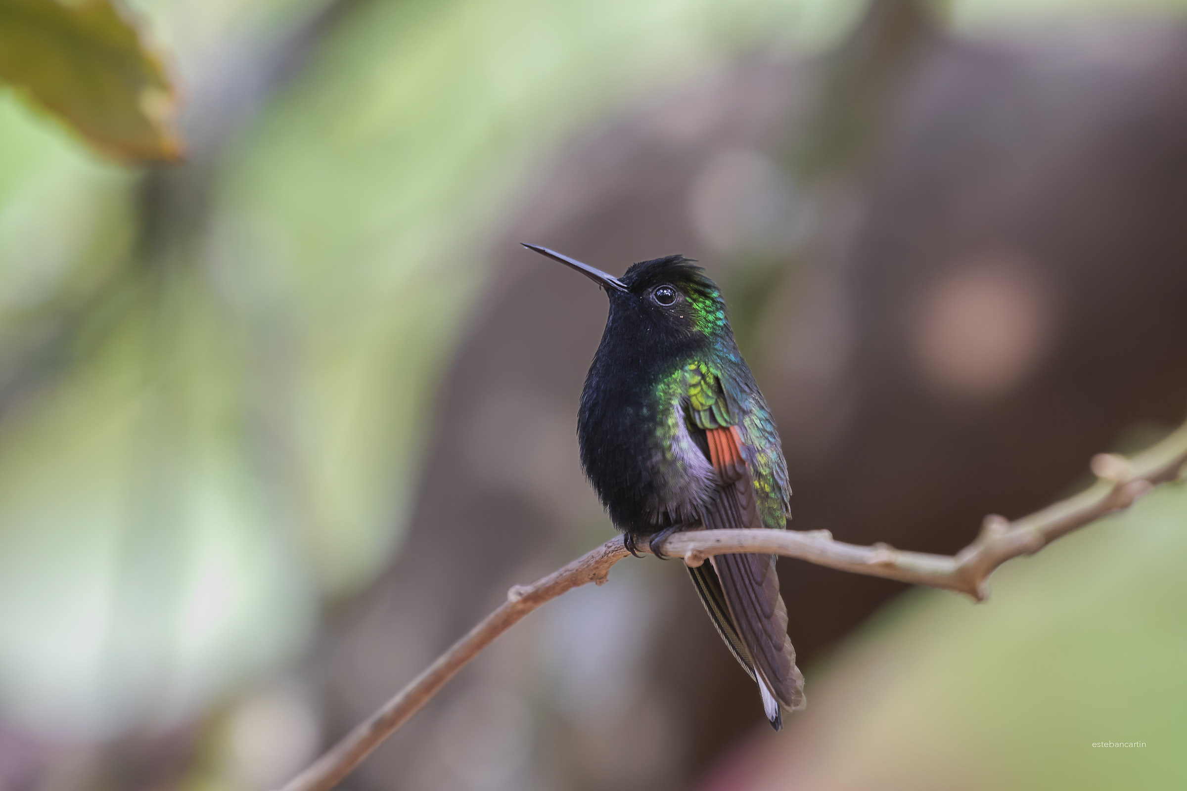 Black-bellied colibrí