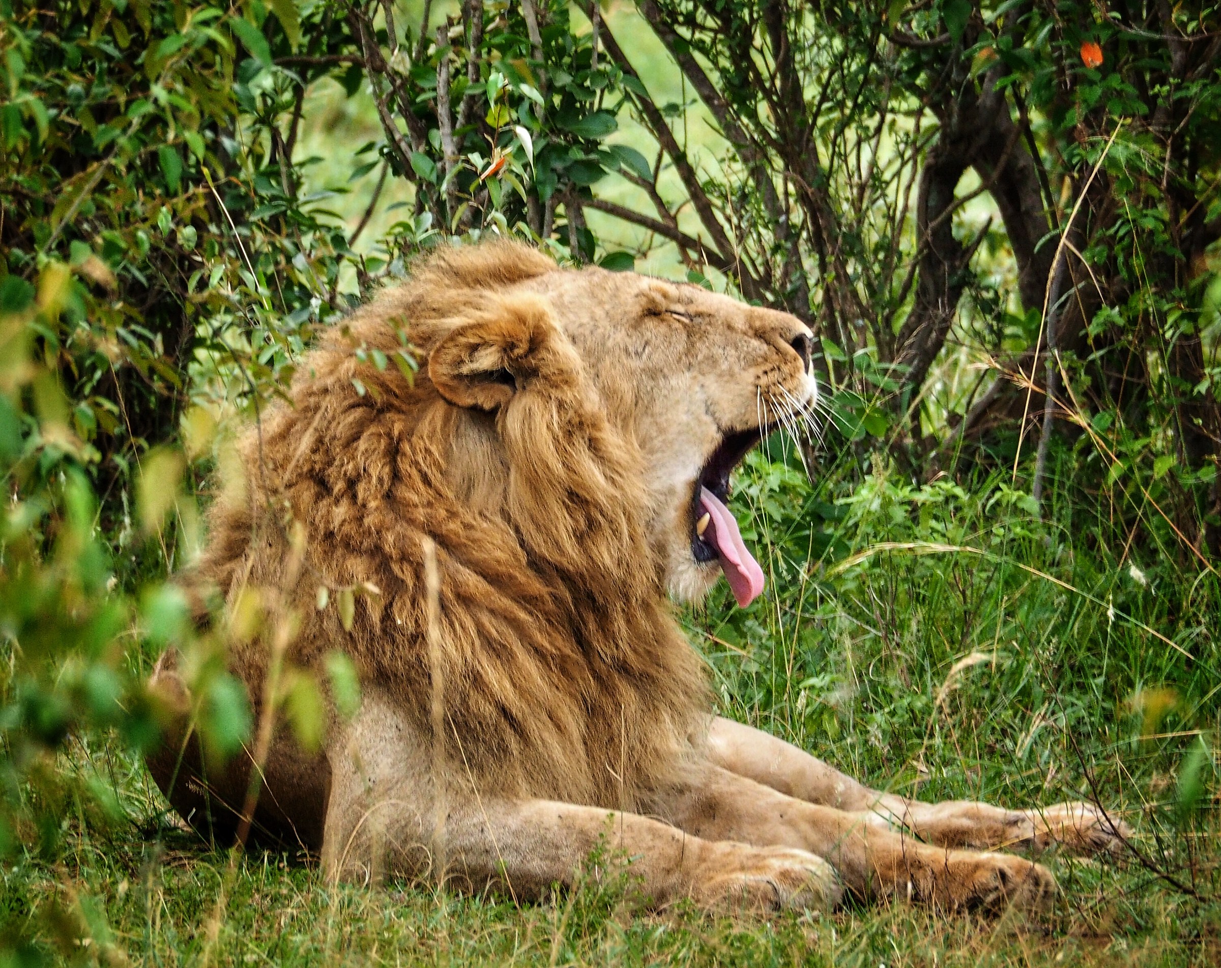 The king is bored 2.0