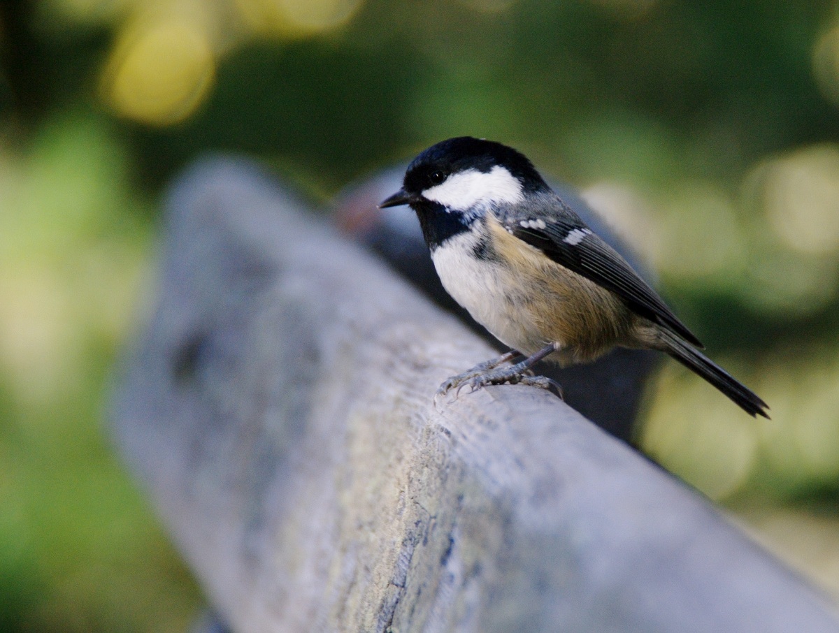 Le cince della Valroseg Engadina 5