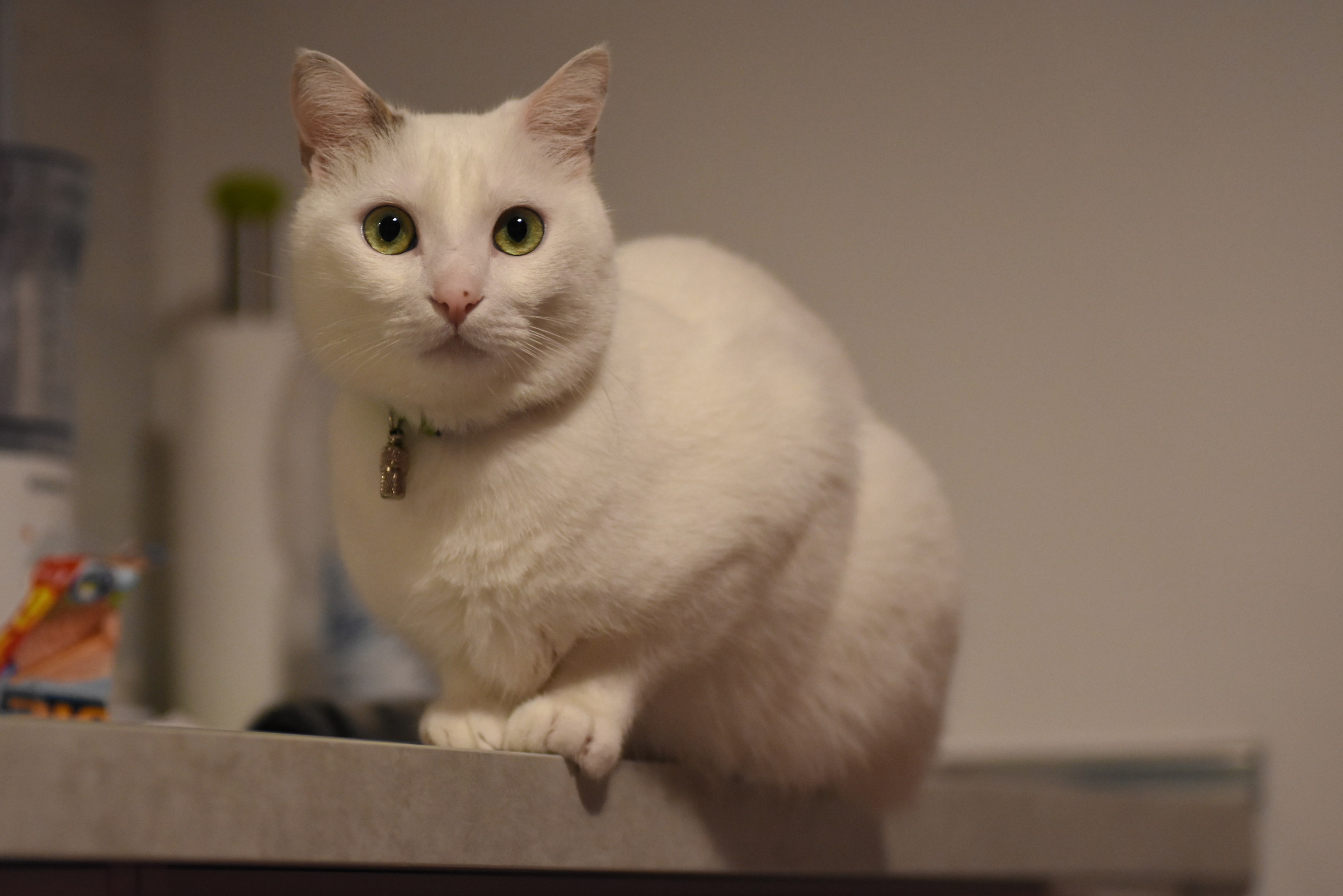 Il guardiano della cucina