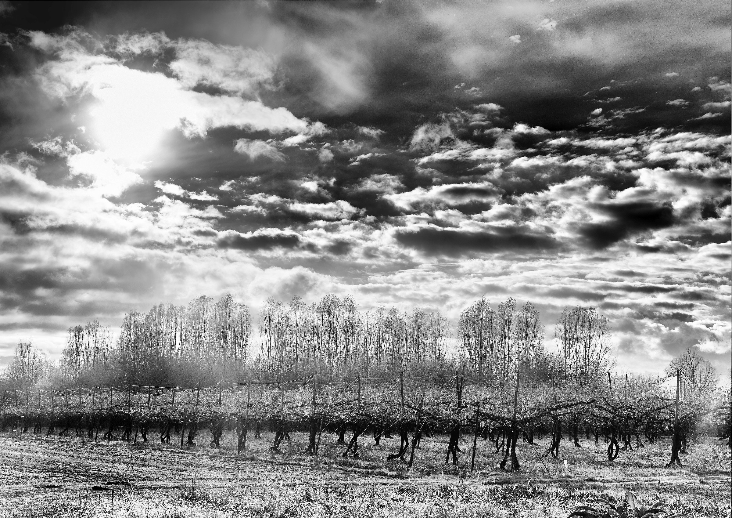 threatening clouds on the vineyard