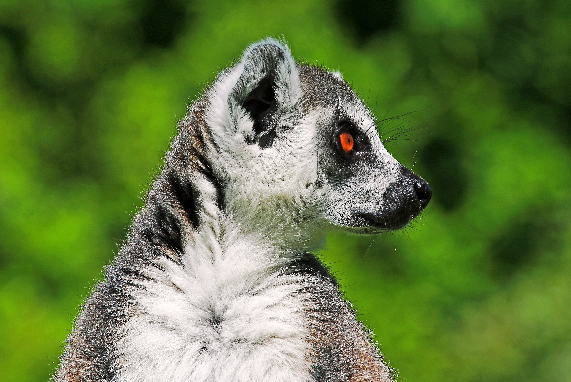 Lemur