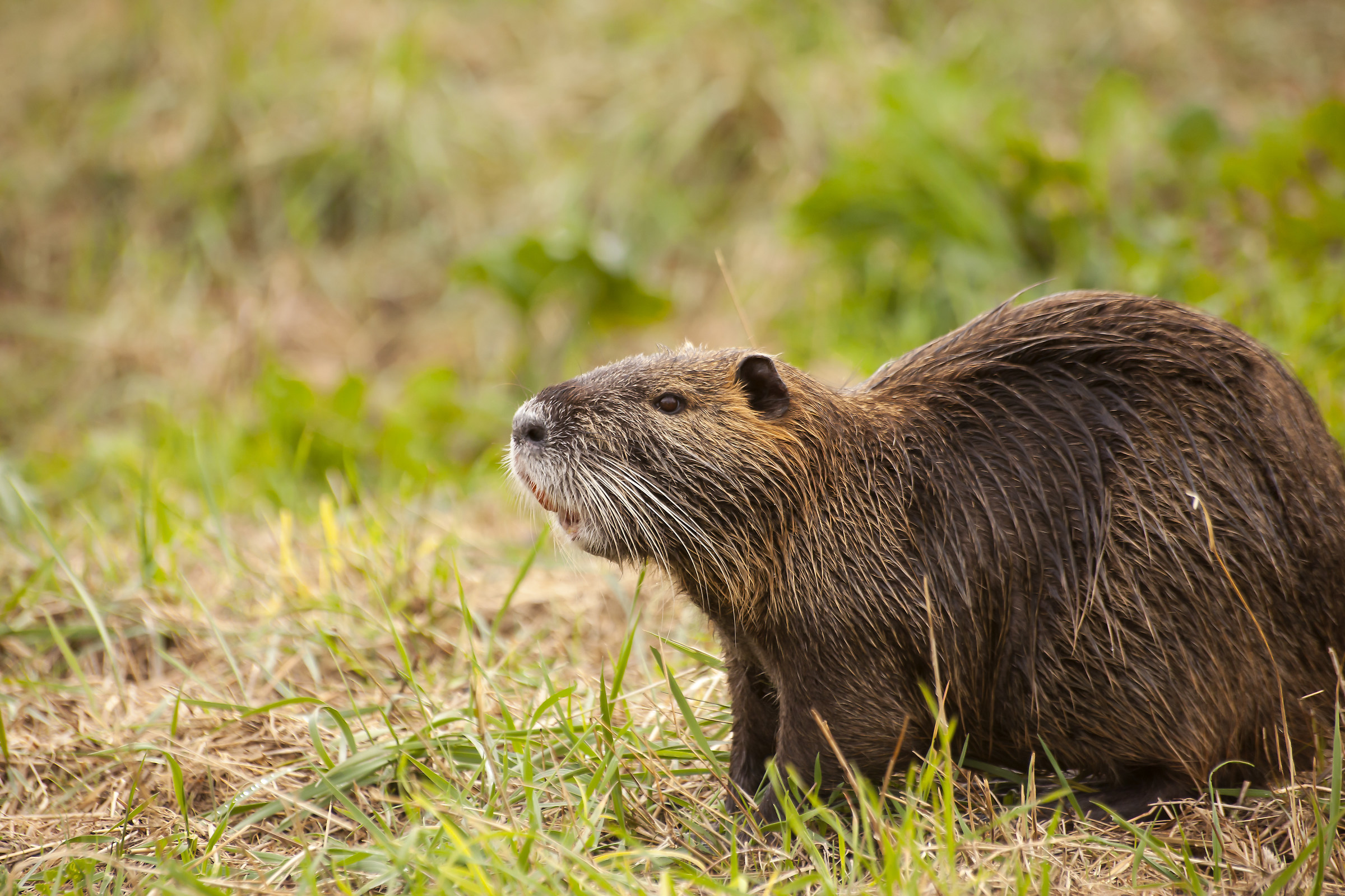 Nutria