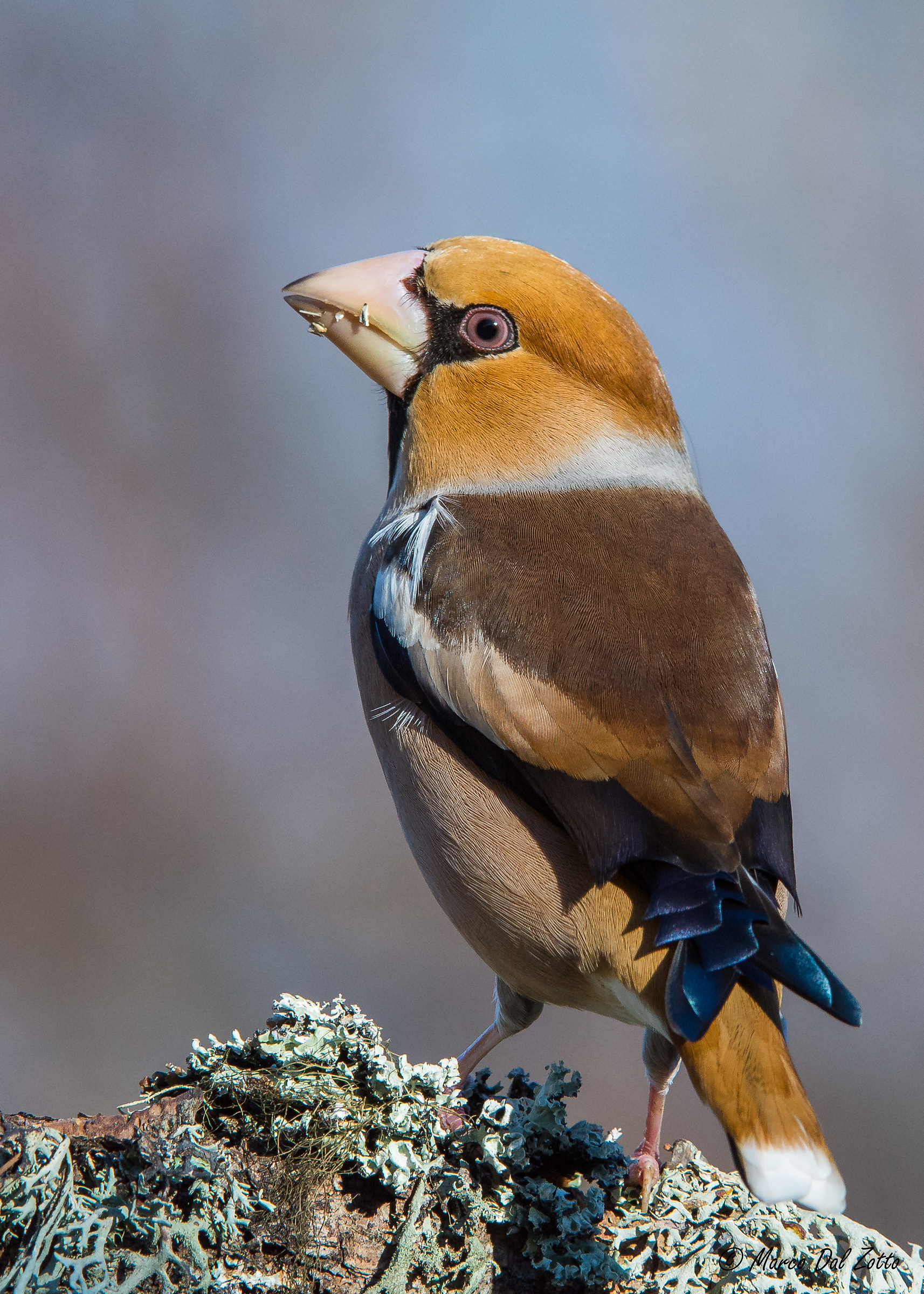 The golosone down jacket