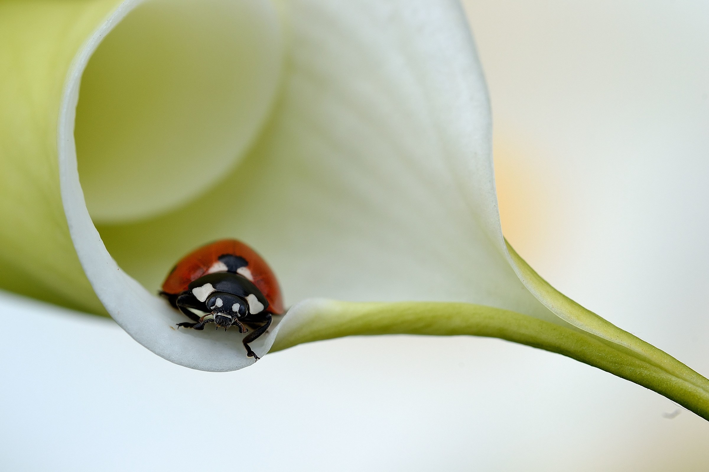coccinella