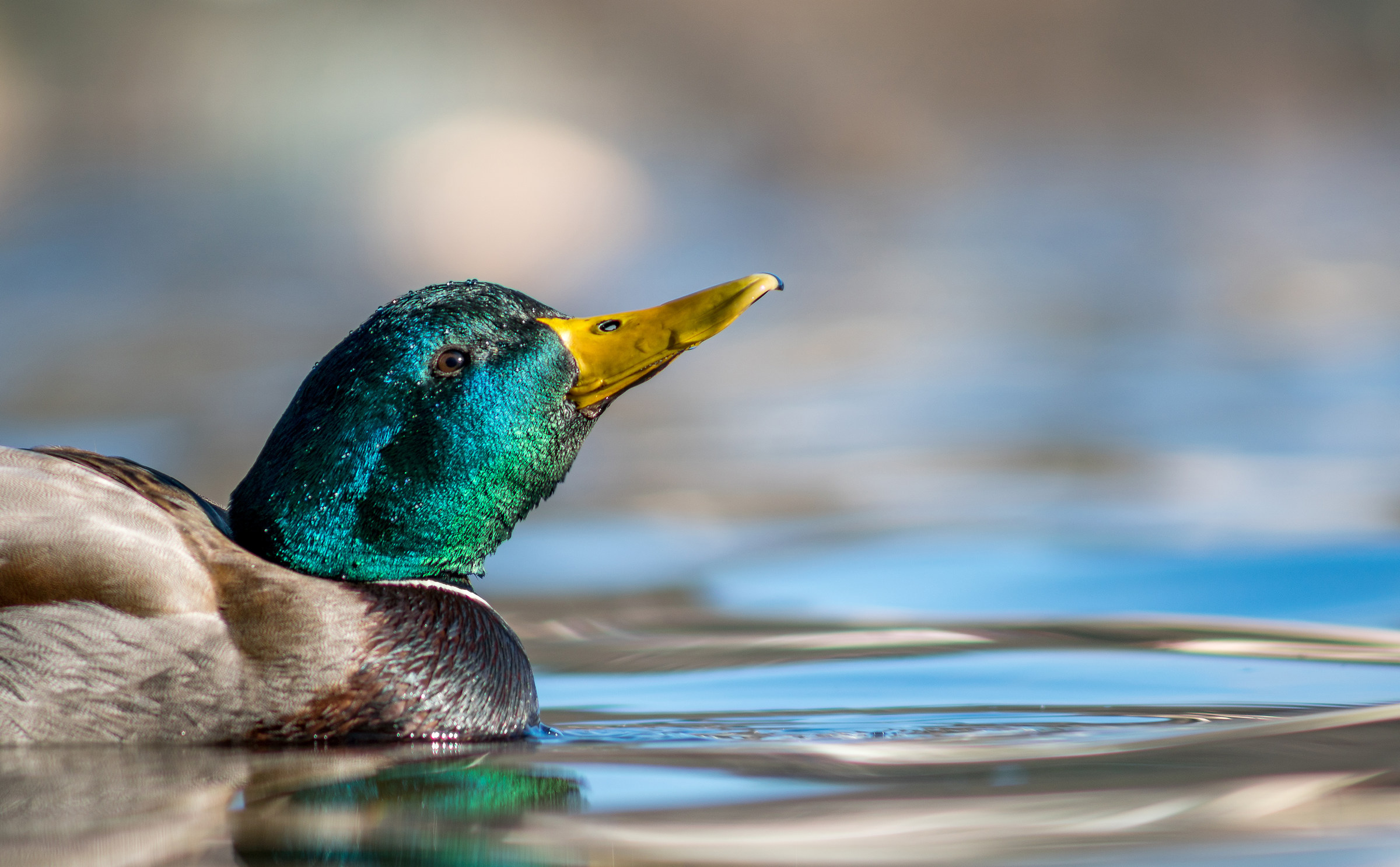 Mallard 2