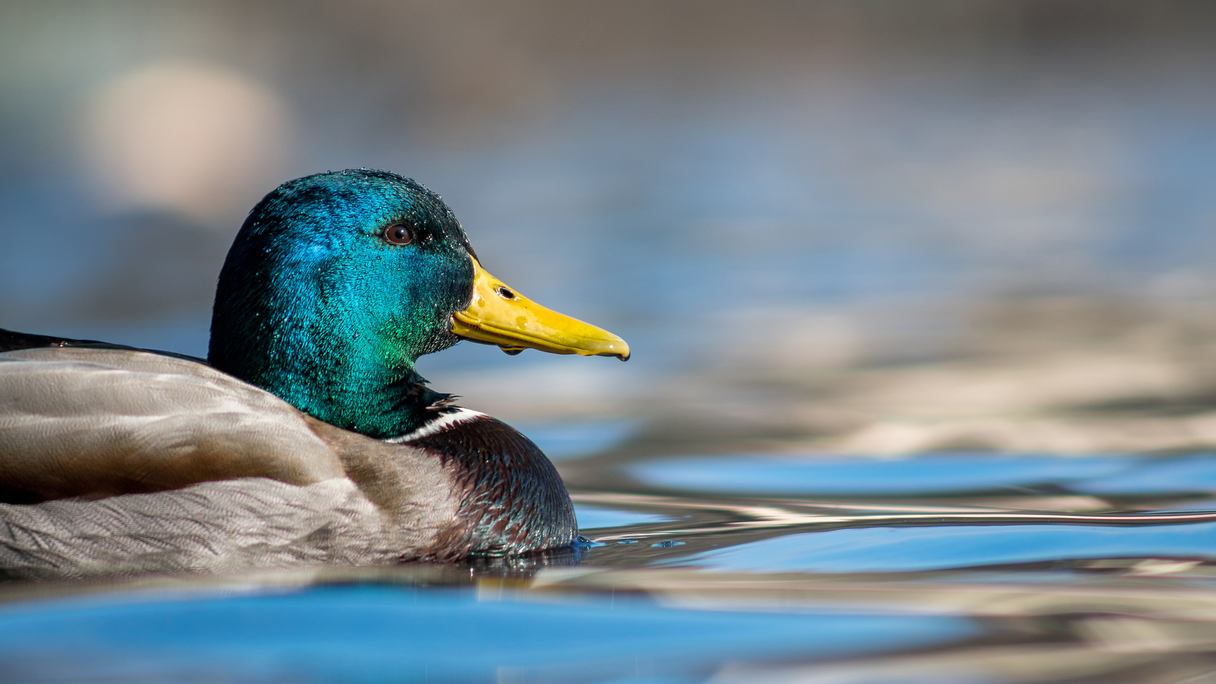 Mallard