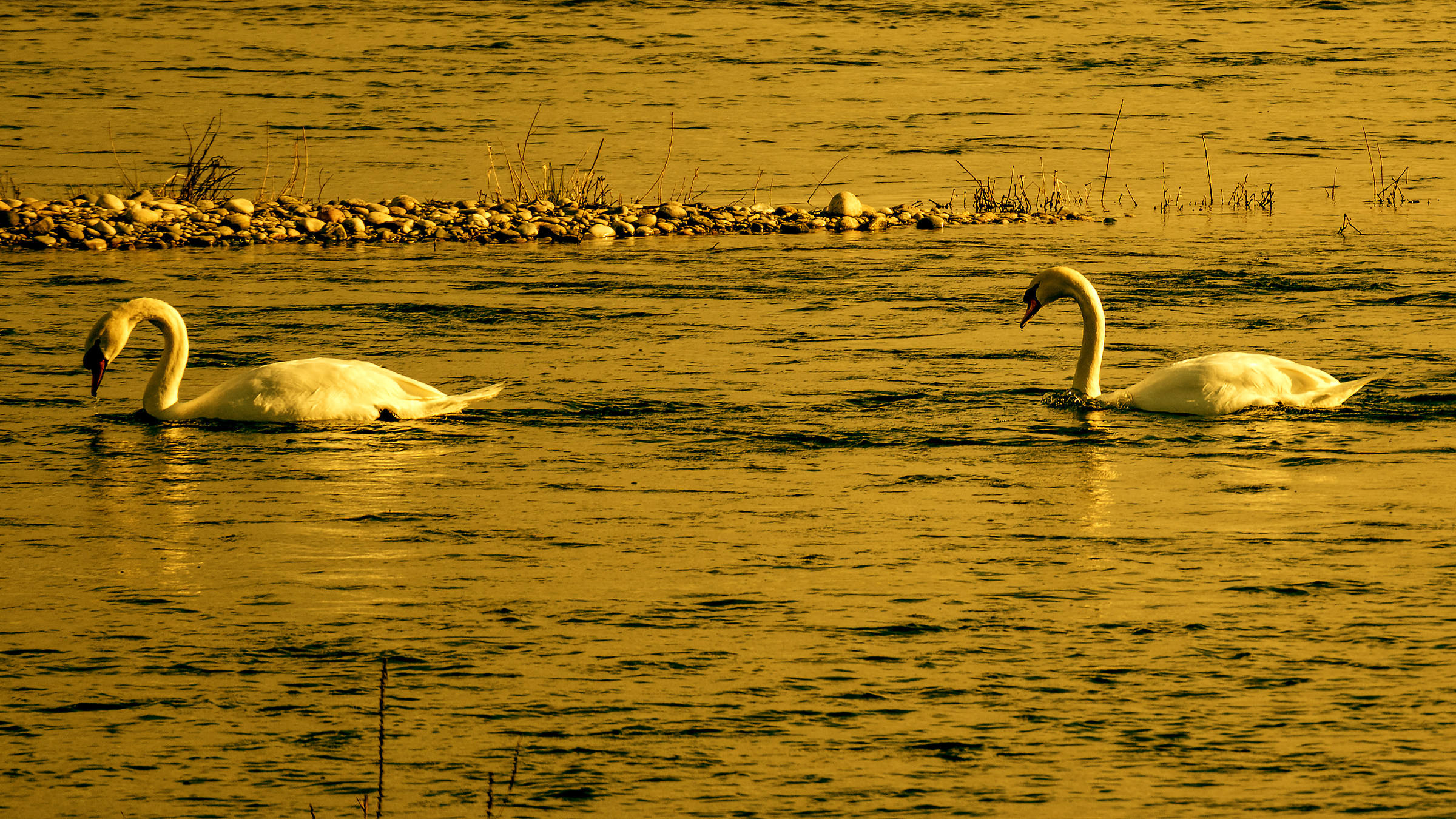 Swans at sunset