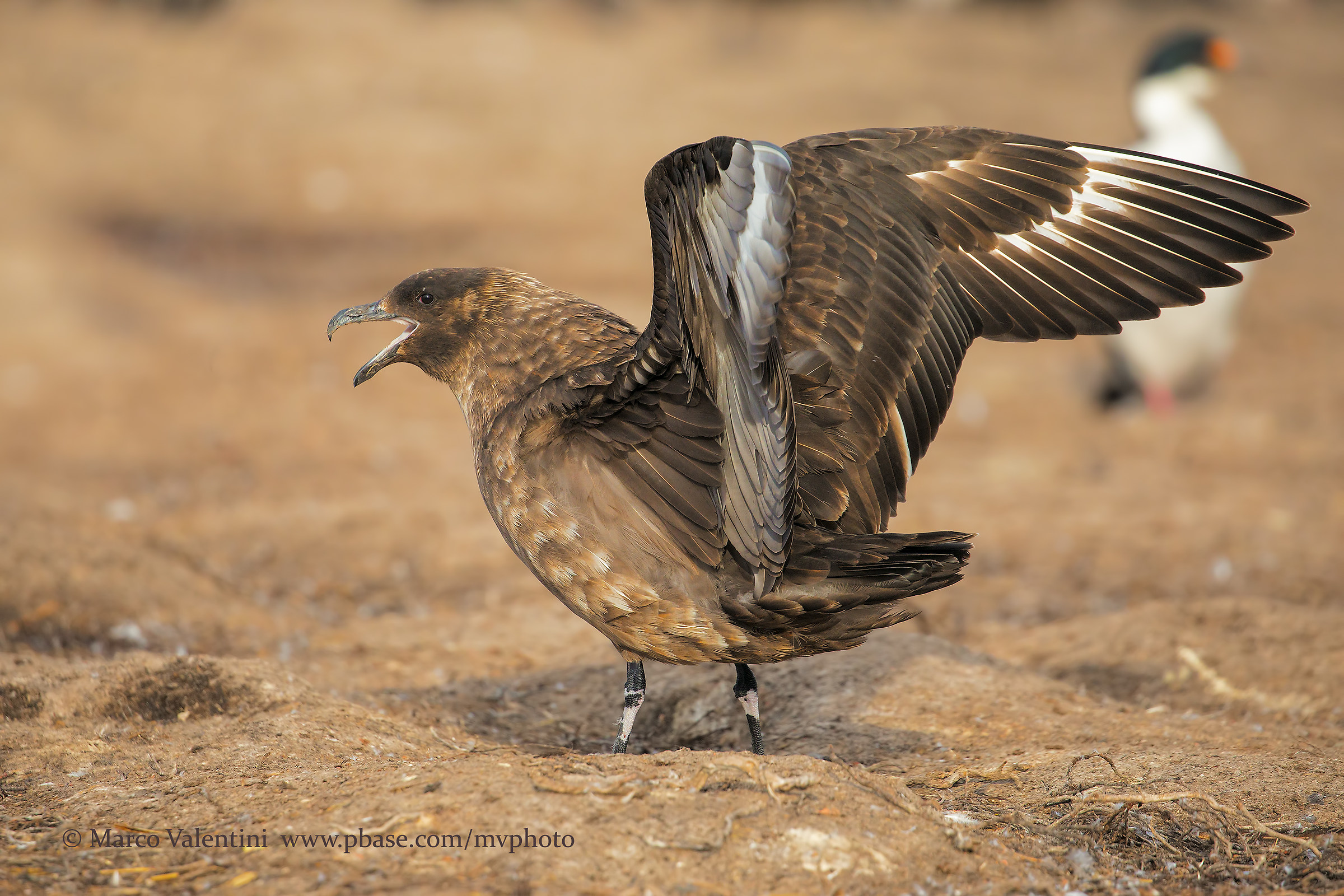 Antarctic Skua