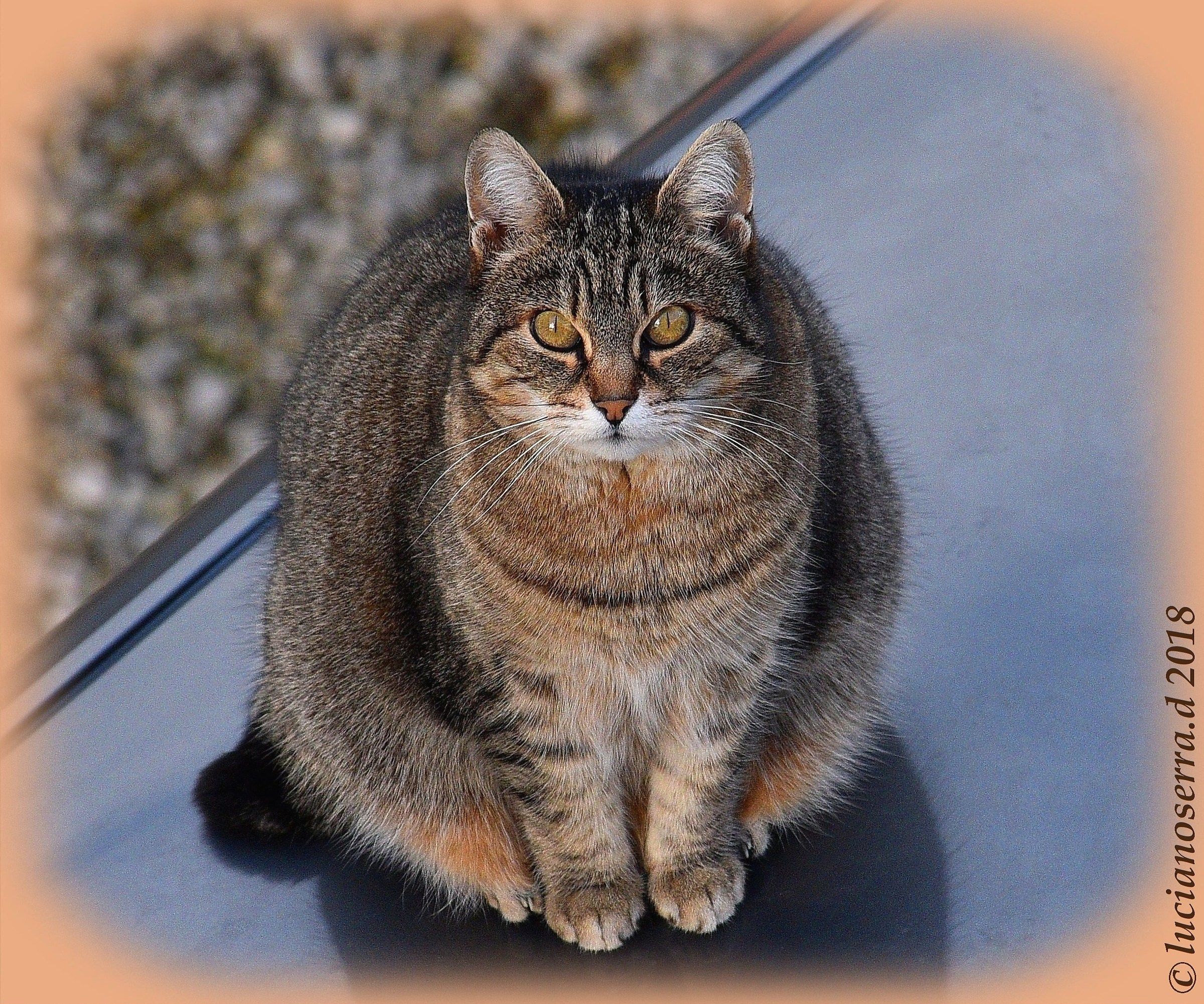 Micina... sorpresa di essere fotografata