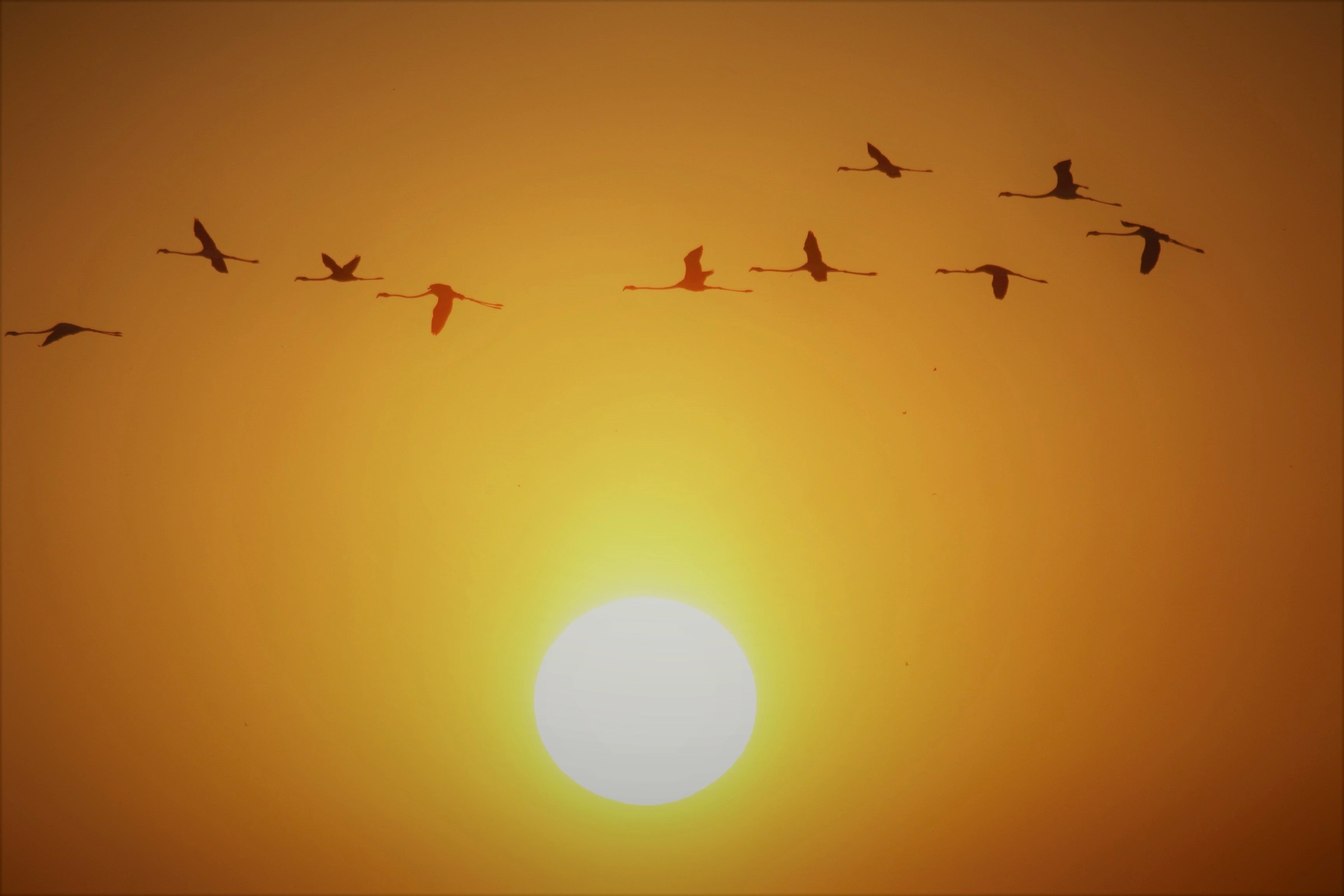 Fenicotteri Rosa al tramonto