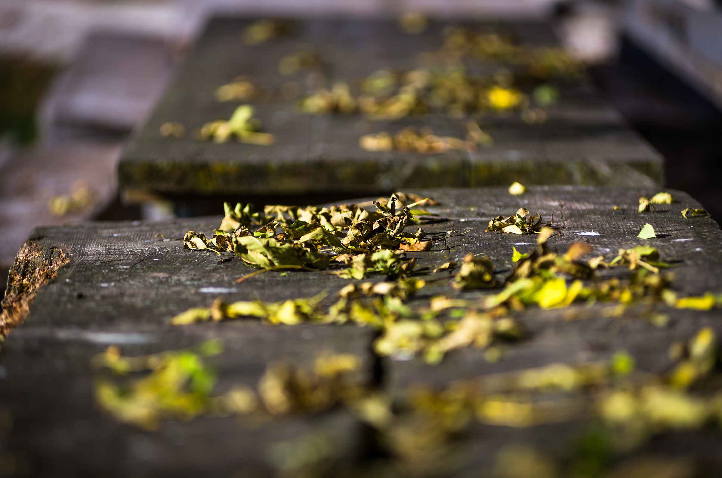 A change of seasons (D.Theater)