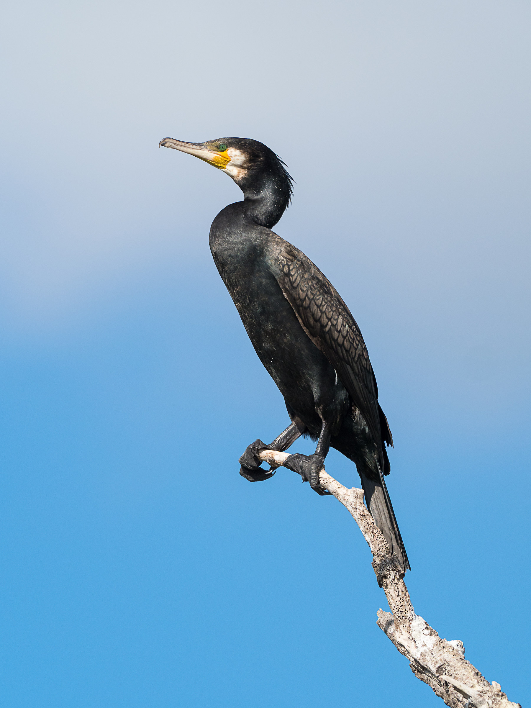 Phalacrocorax carbo