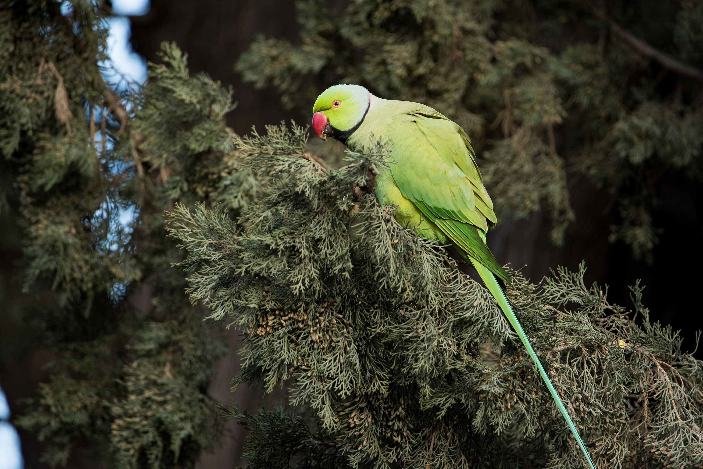 Parakeet with a male collar