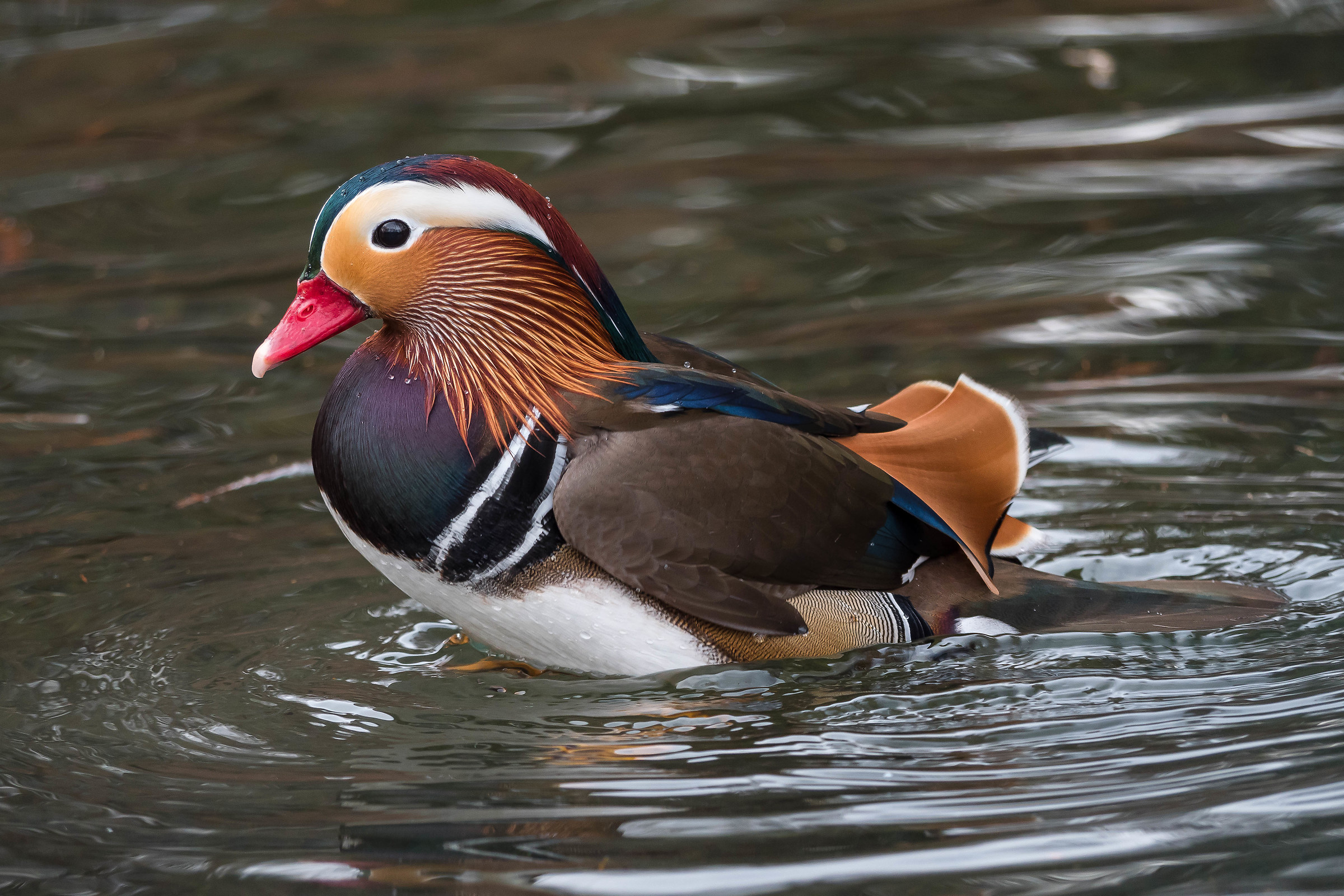 Mandarin duck ........