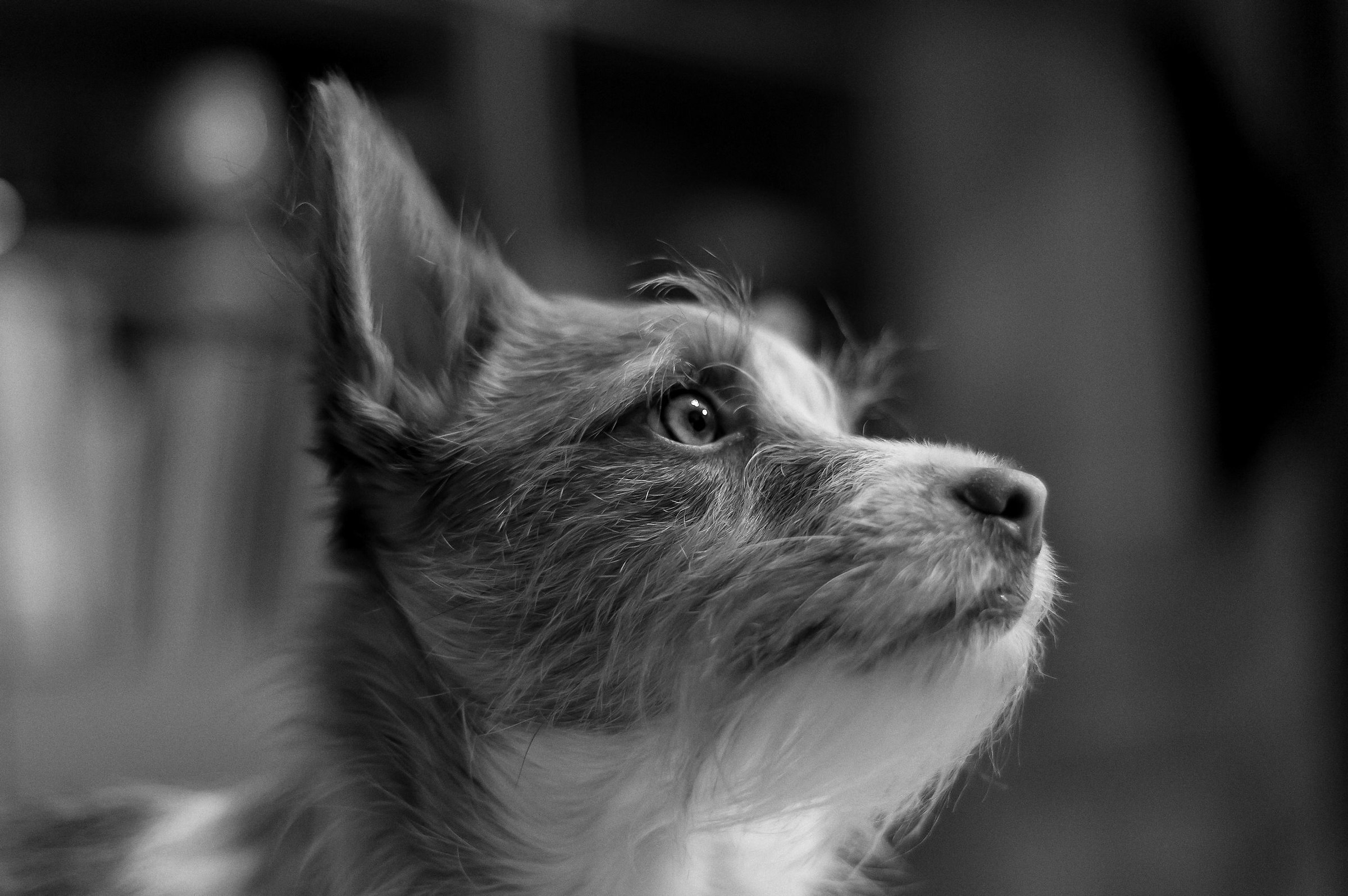 Ariel in profile ...