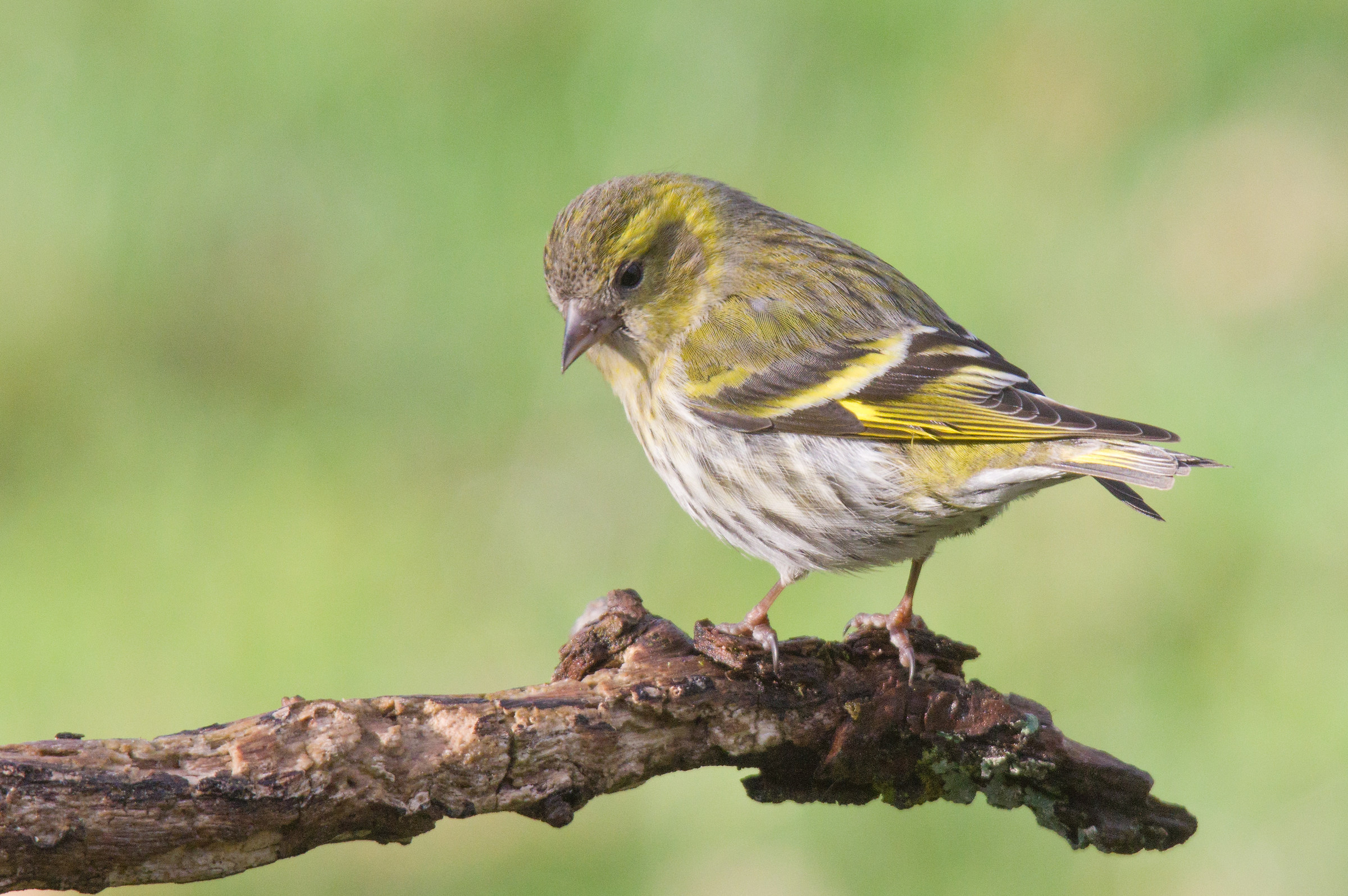 Siskin
