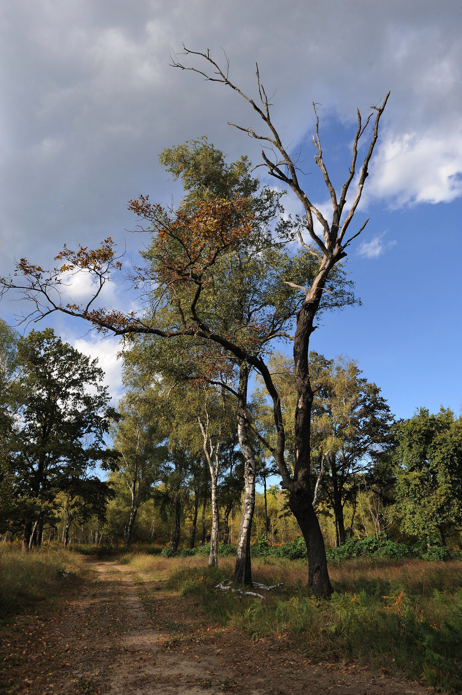 Baraggerous landscape