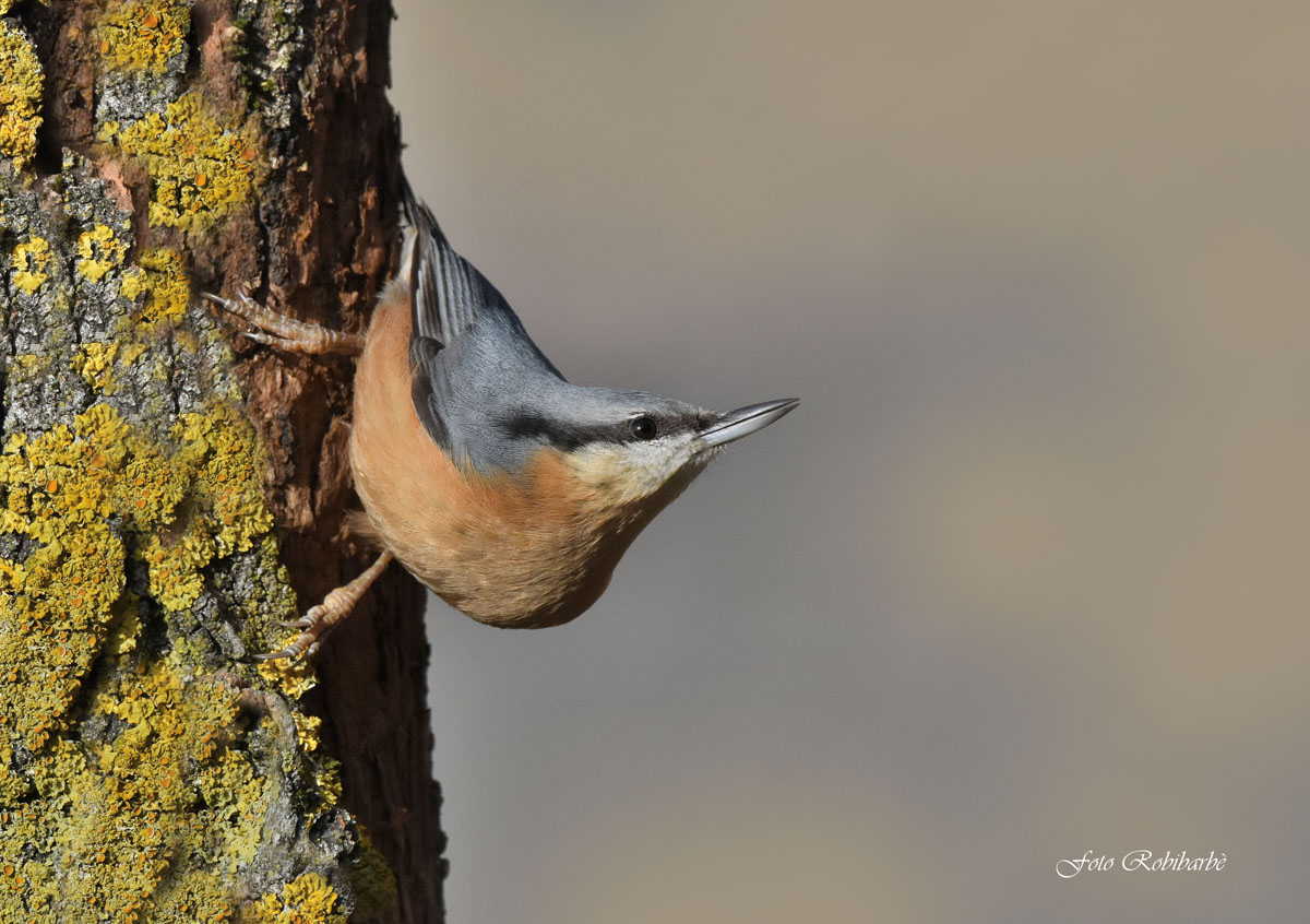 Nuthatch ...