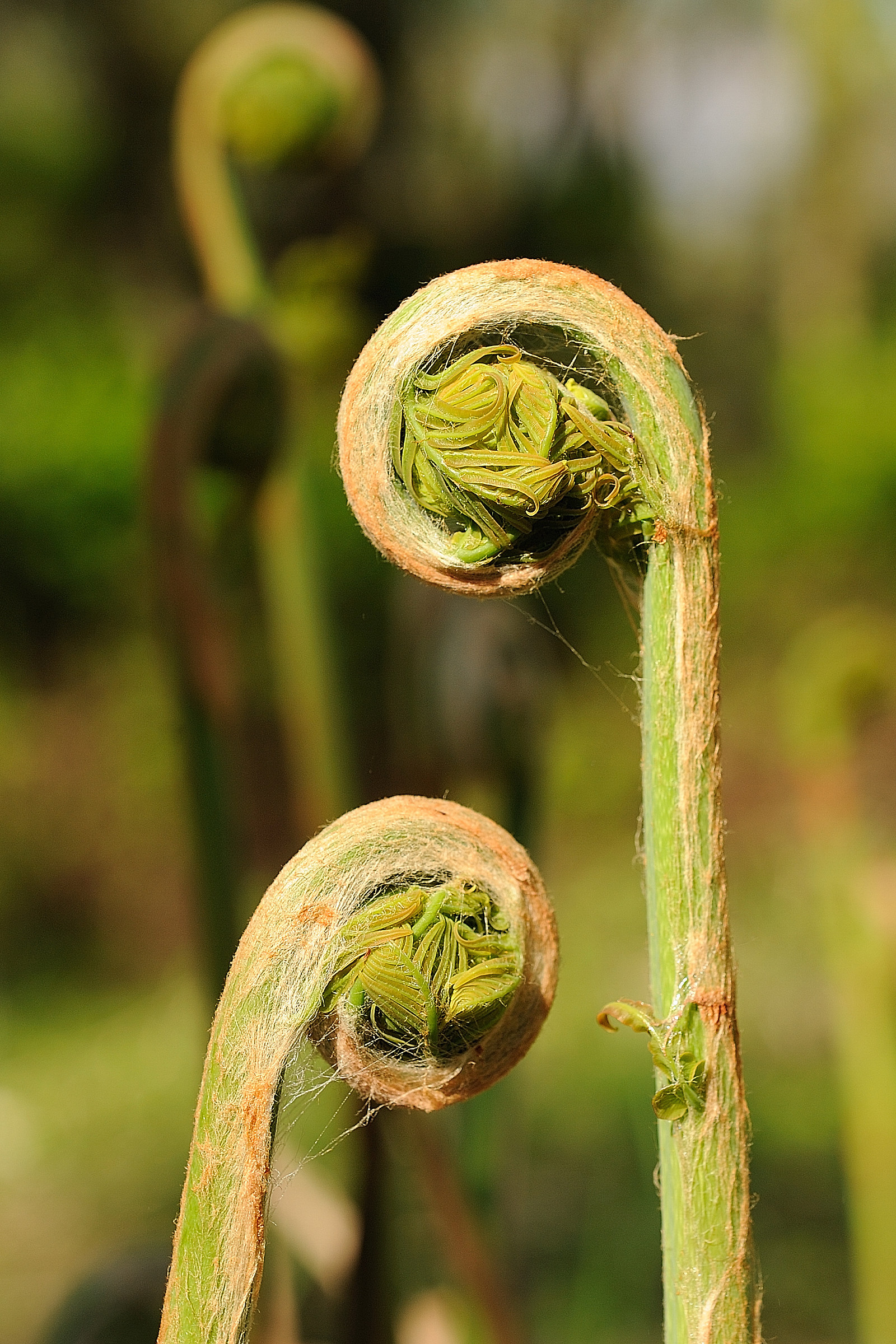 Osmunda regalis