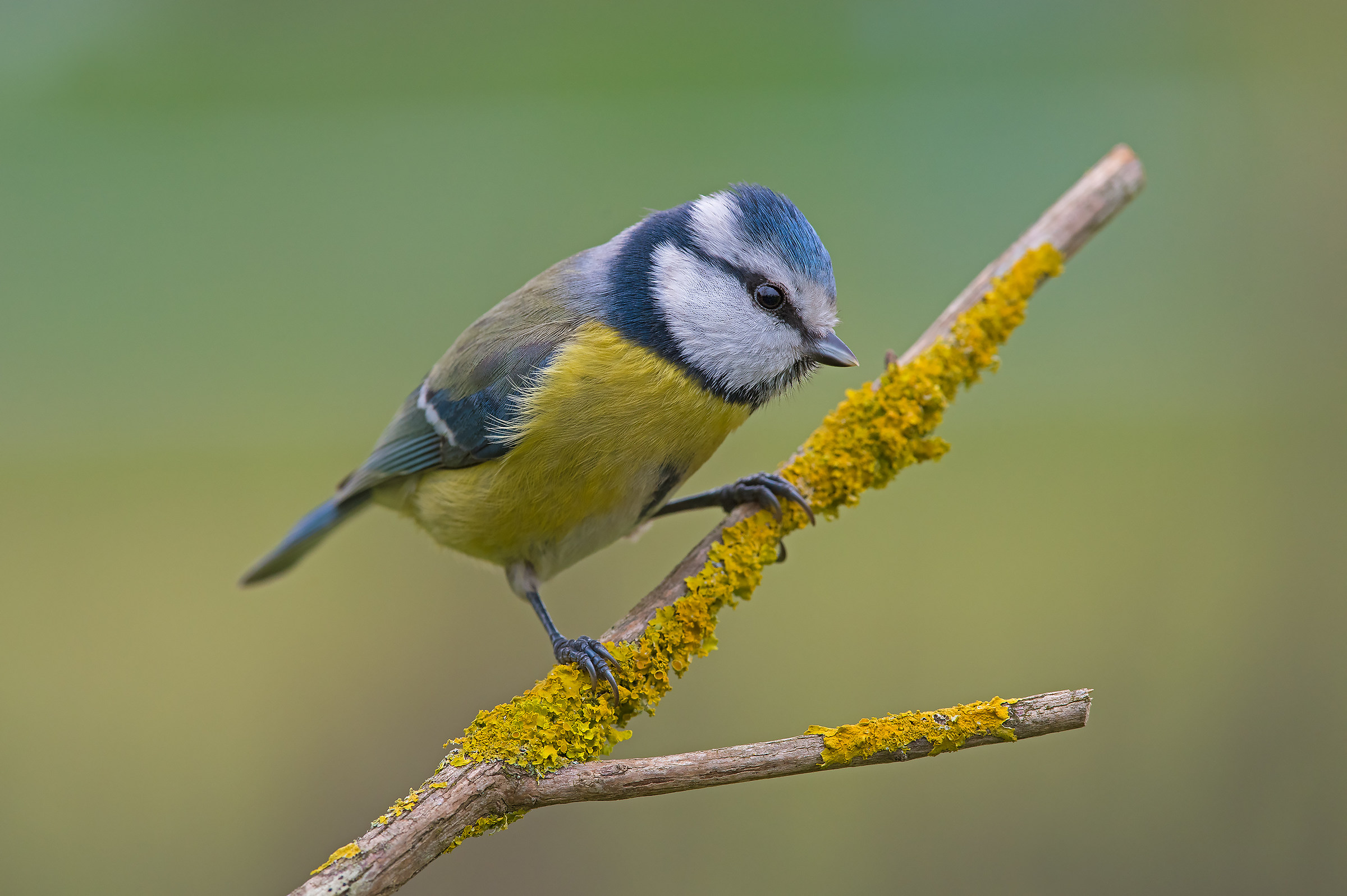 The blue tit