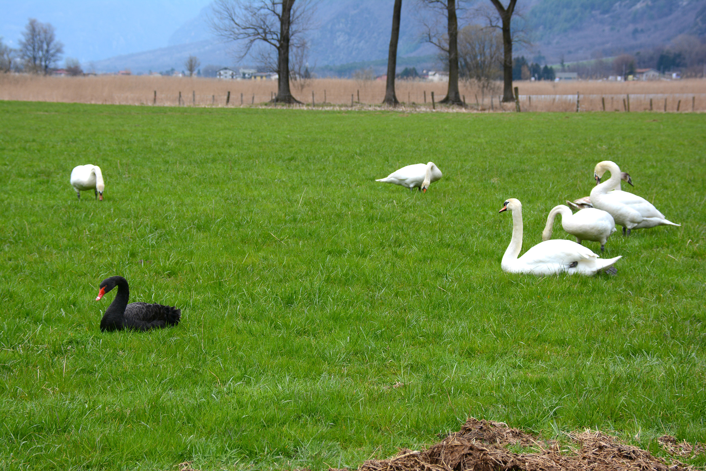 Il cigno nero - febbraio
