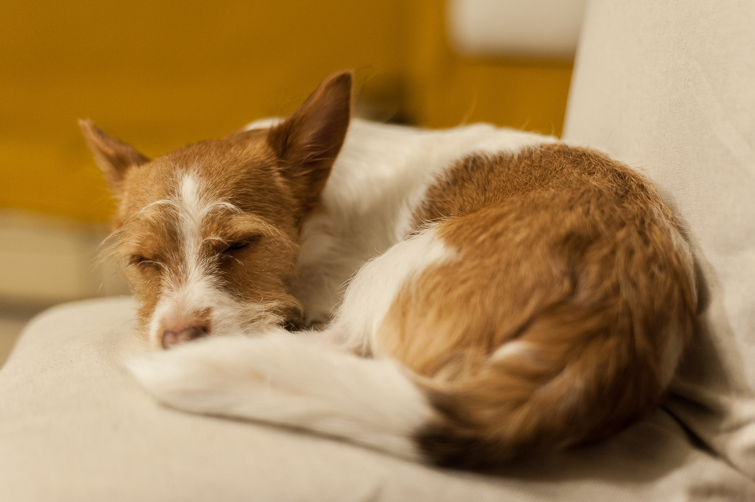 "Pennichella time" ... on the chair ...