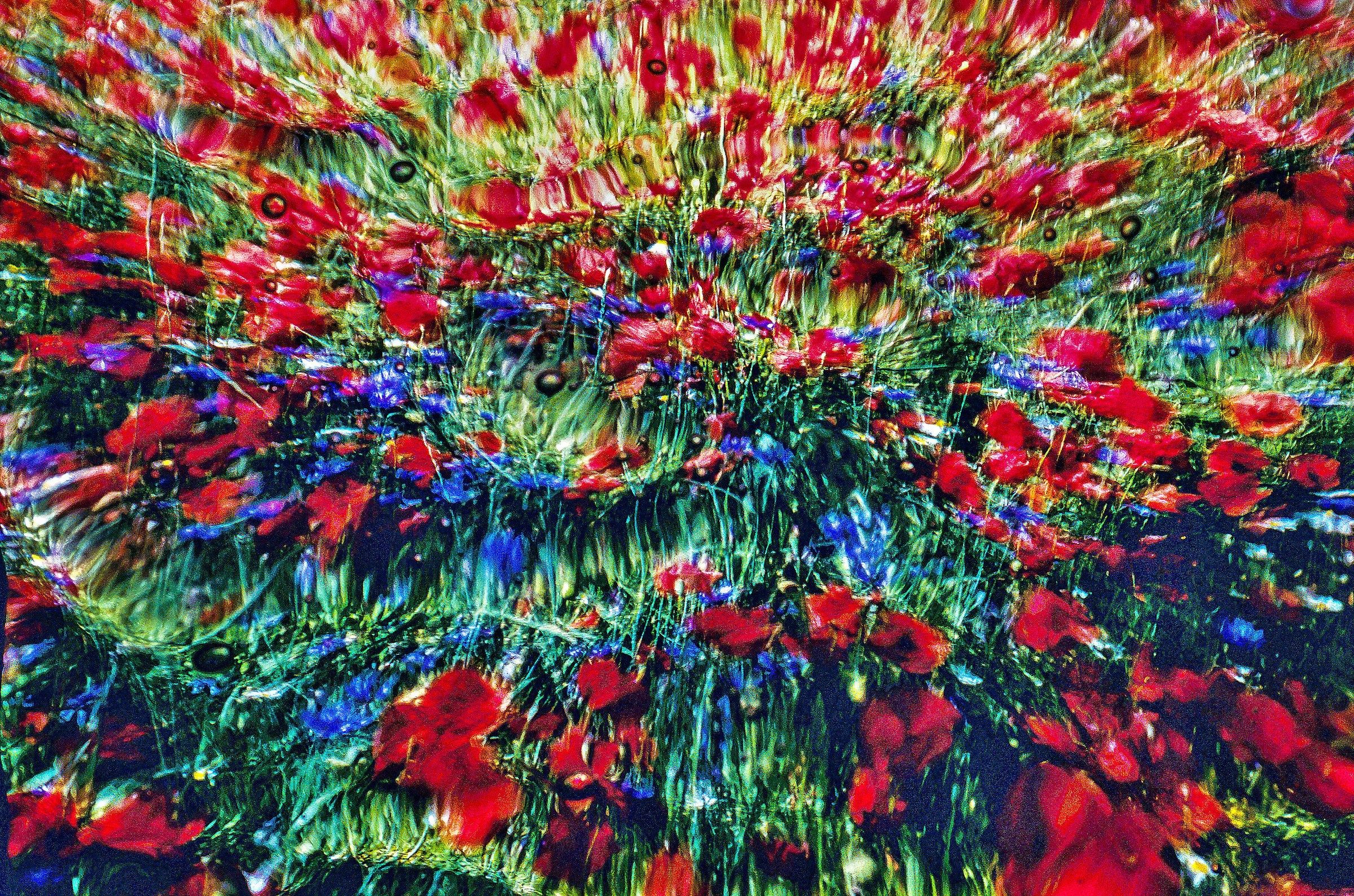 explosion of flowers