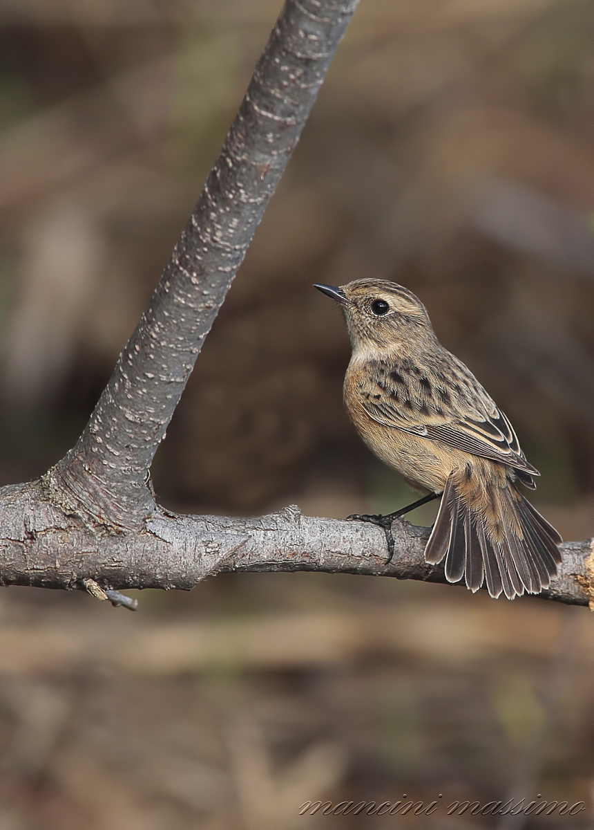 Saltimpalo F.( Saxicola torquata)